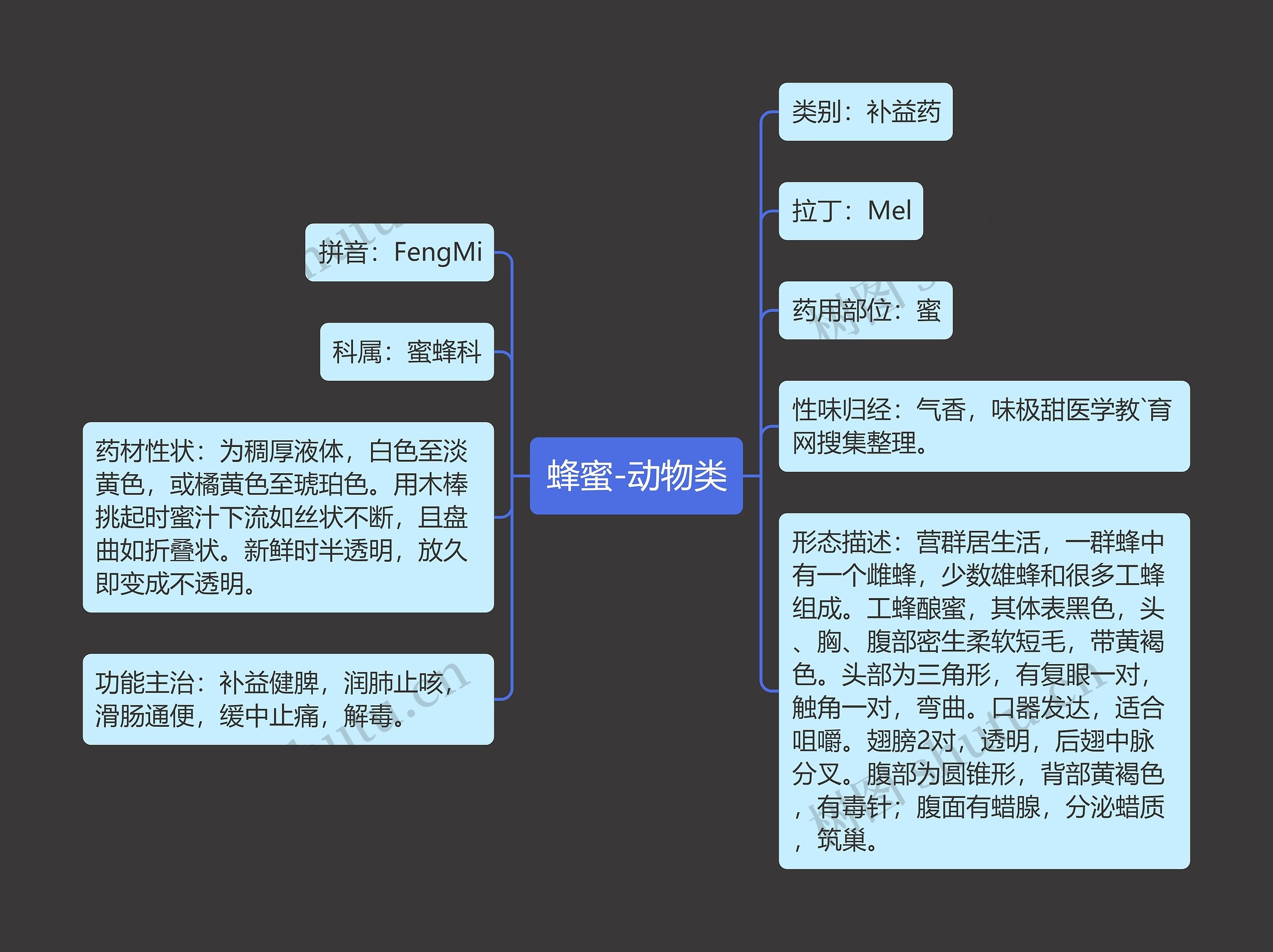 蜂蜜-动物类思维导图