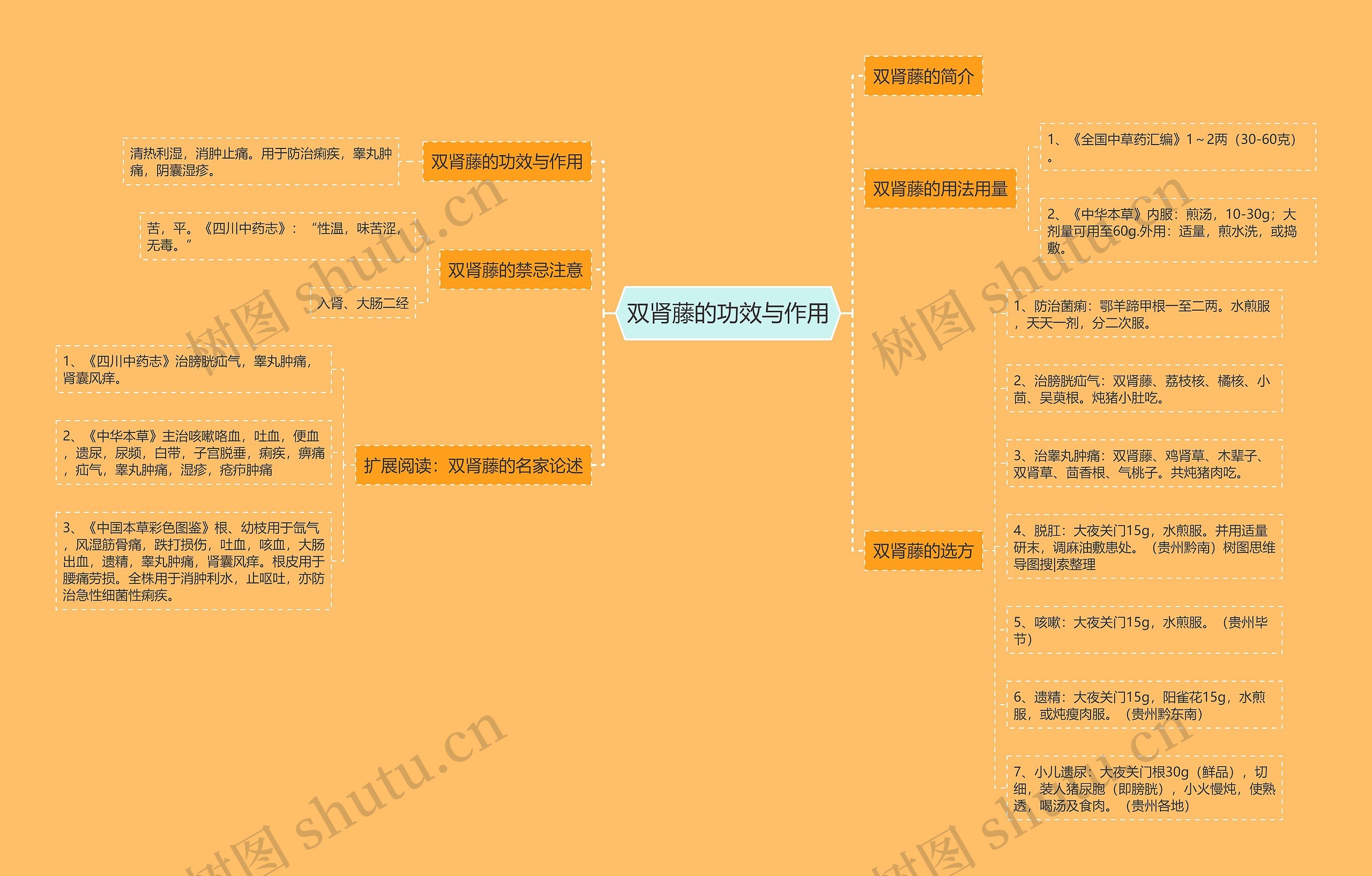 双肾藤的功效与作用