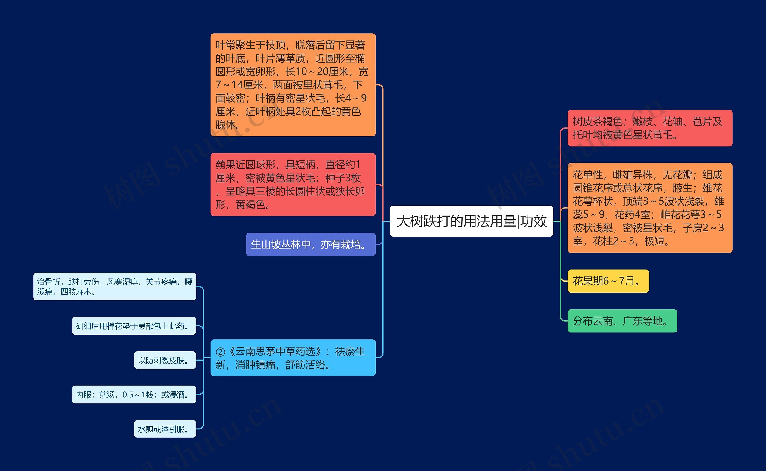 大树跌打的用法用量|功效