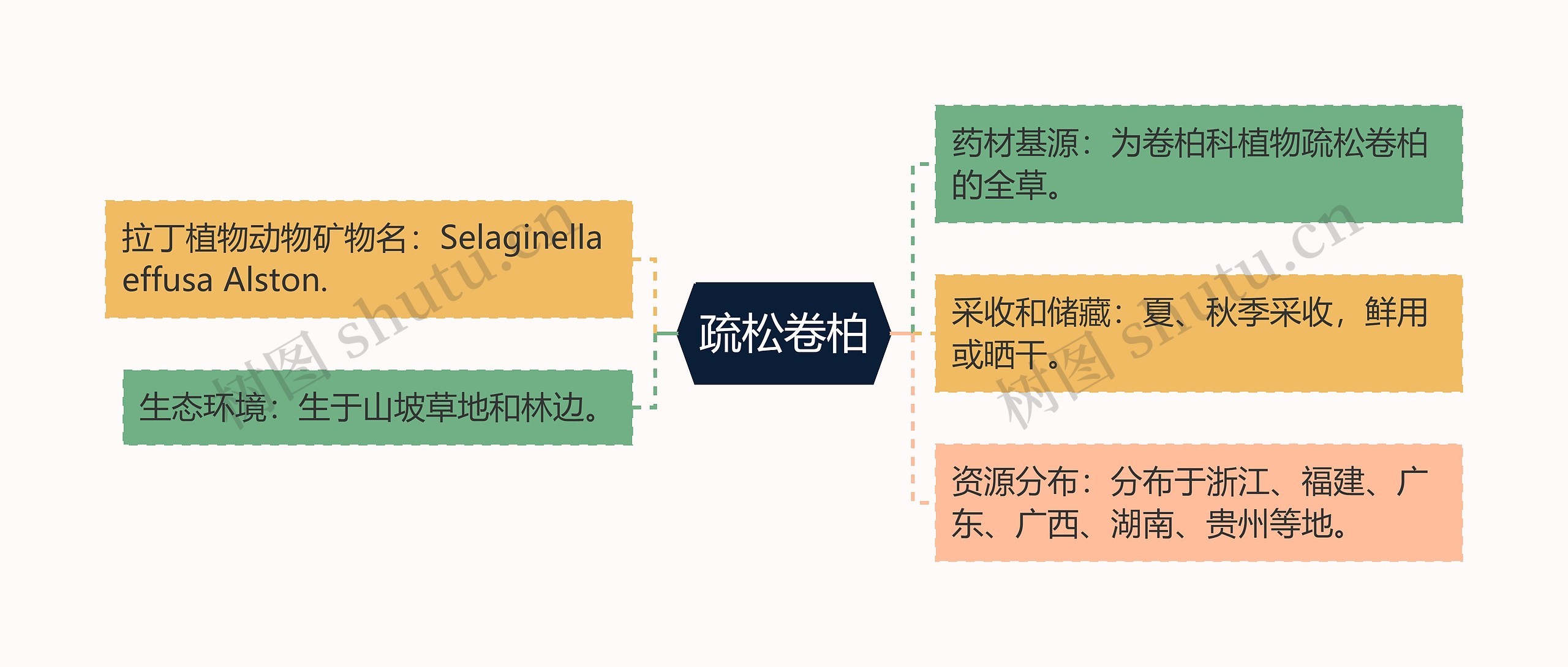 疏松卷柏思维导图