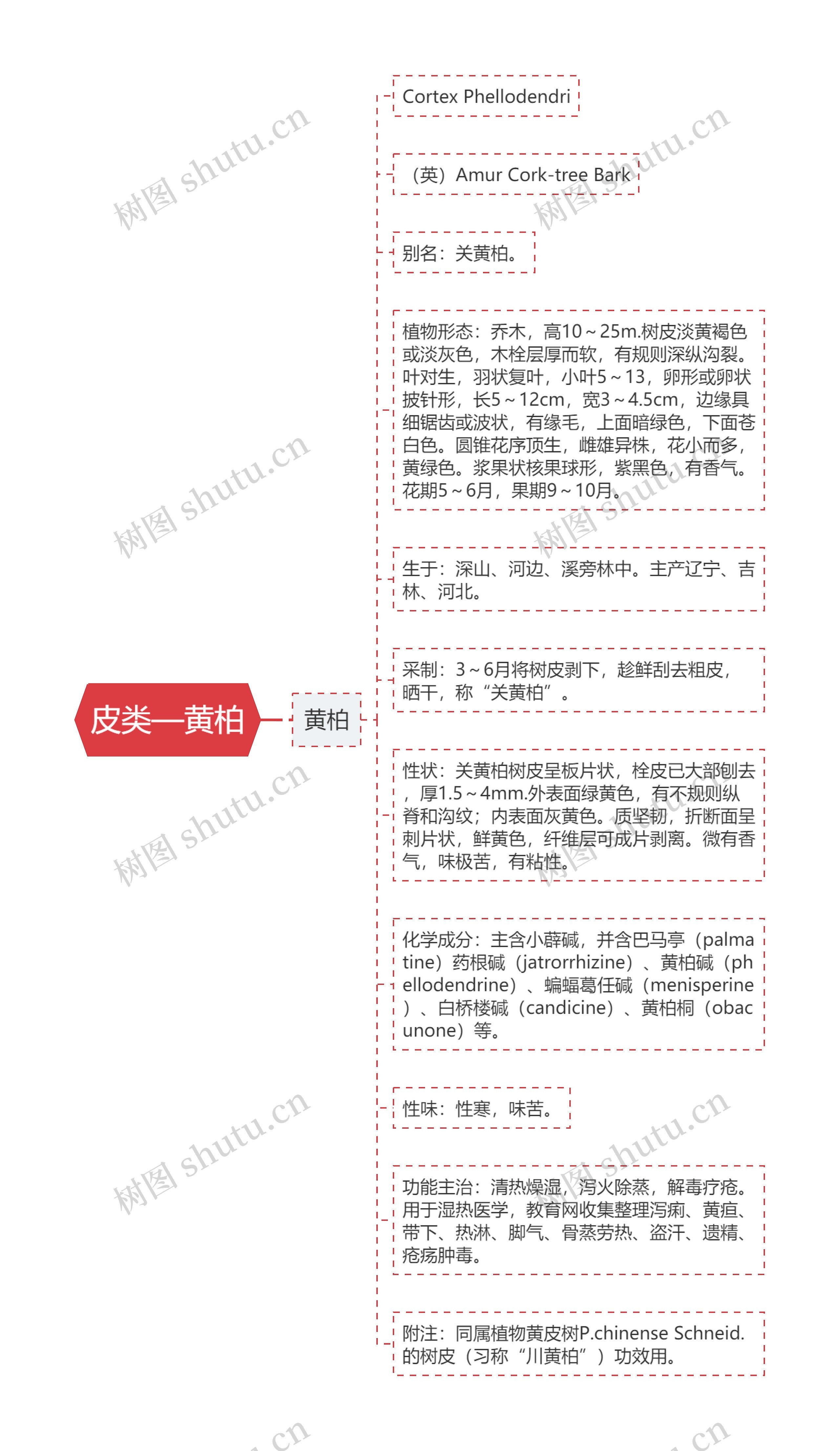 皮类—黄柏