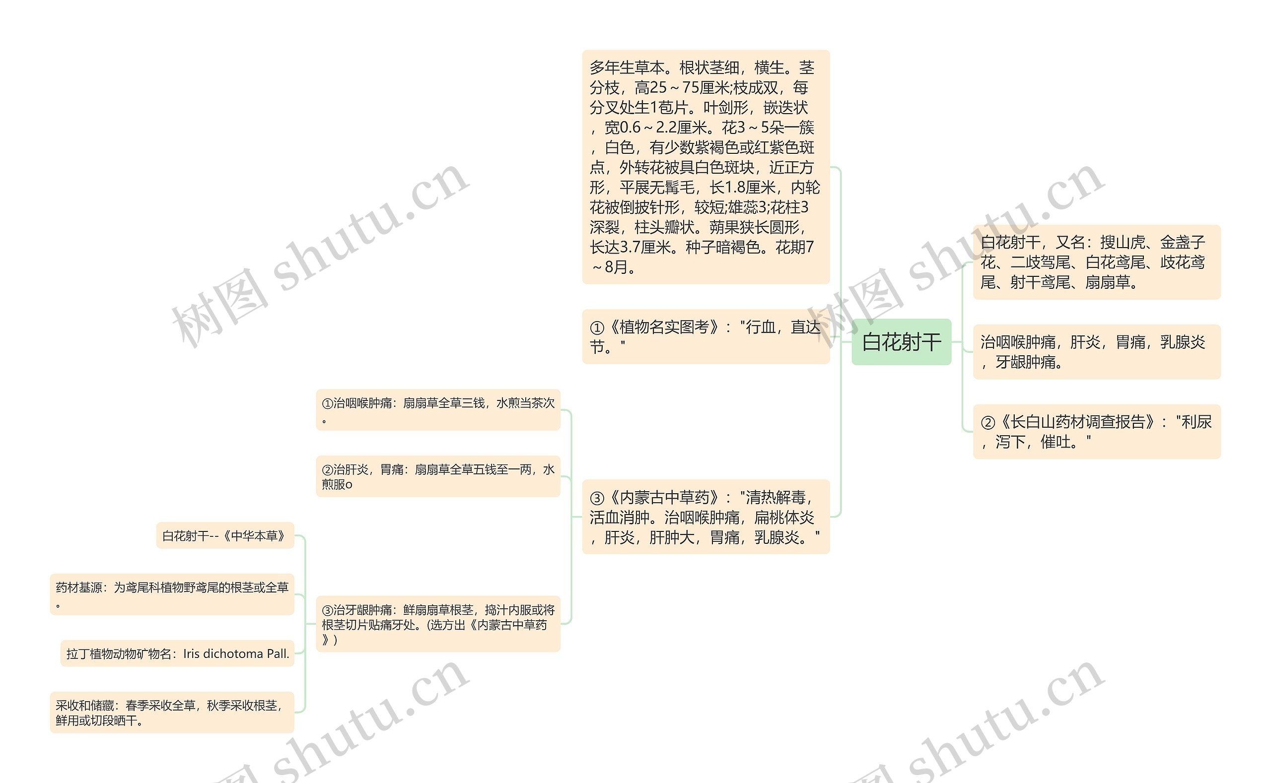 白花射干 白花射干