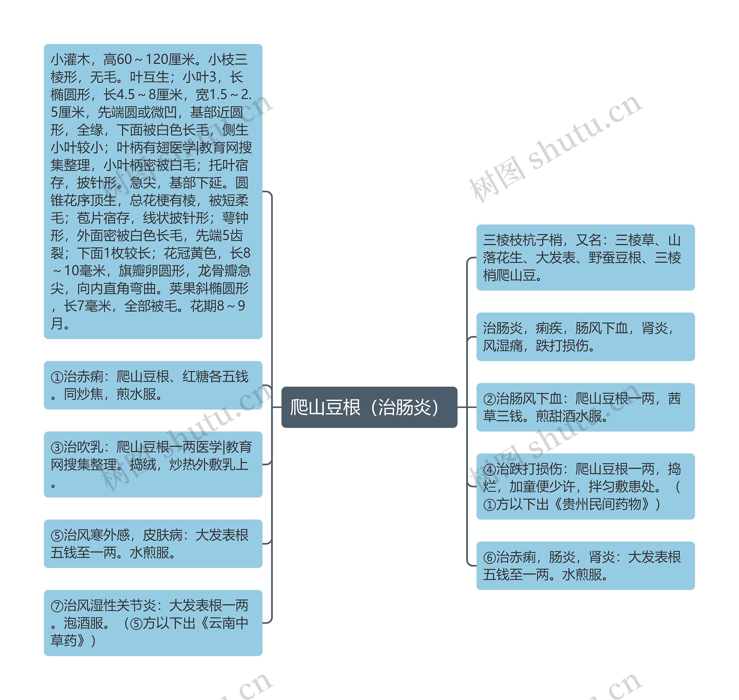 爬山豆根（治肠炎）