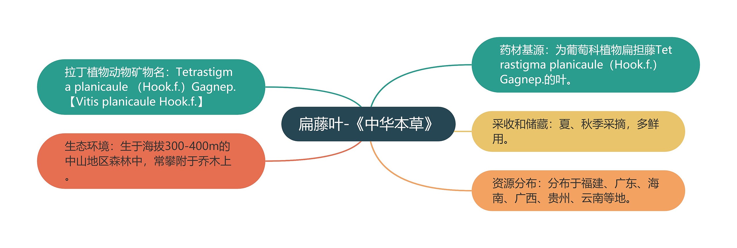 扁藤叶-《中华本草》 扁藤叶-《中华本草》