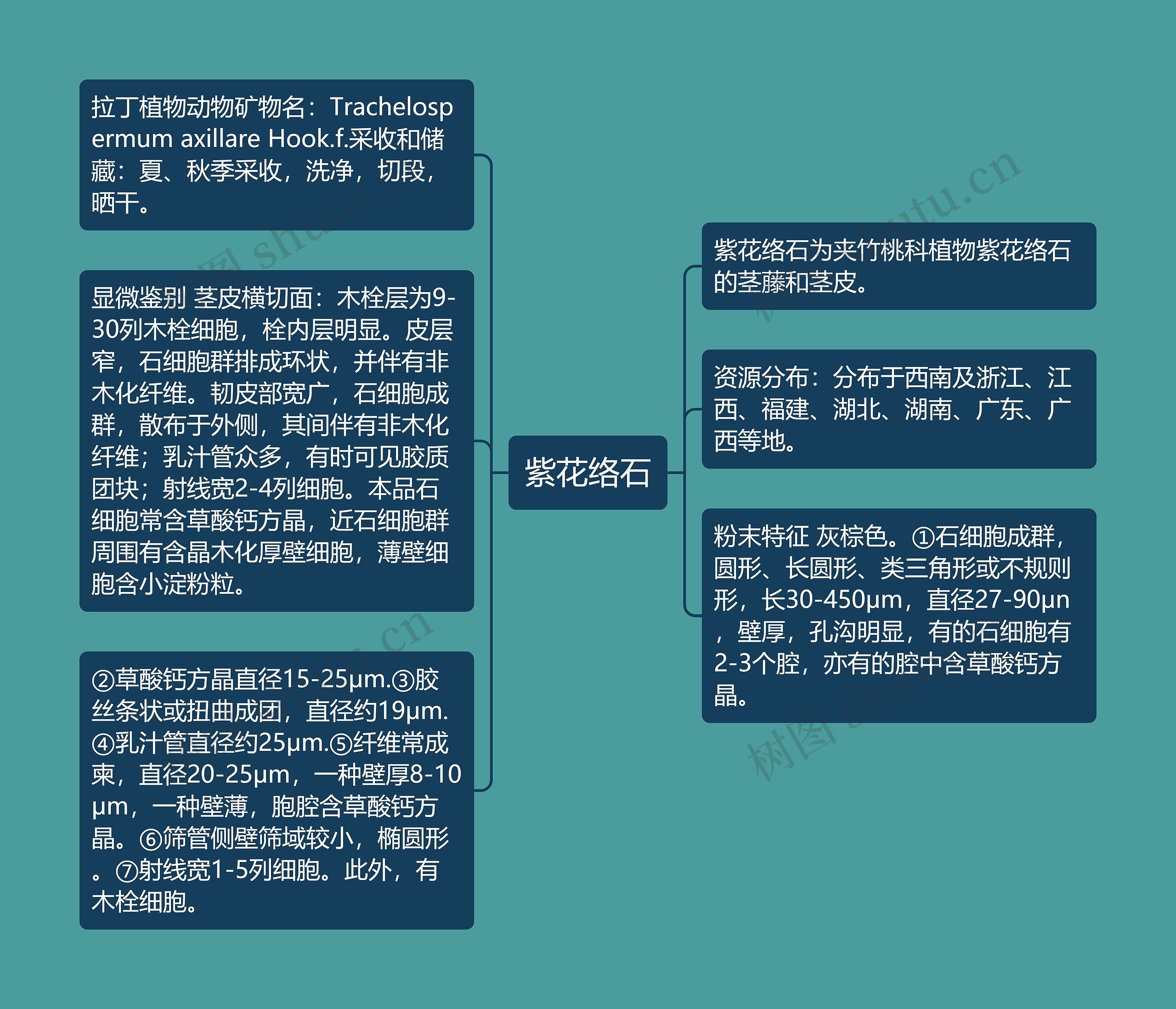 紫花络石思维导图高清图 紫花络石思维导图