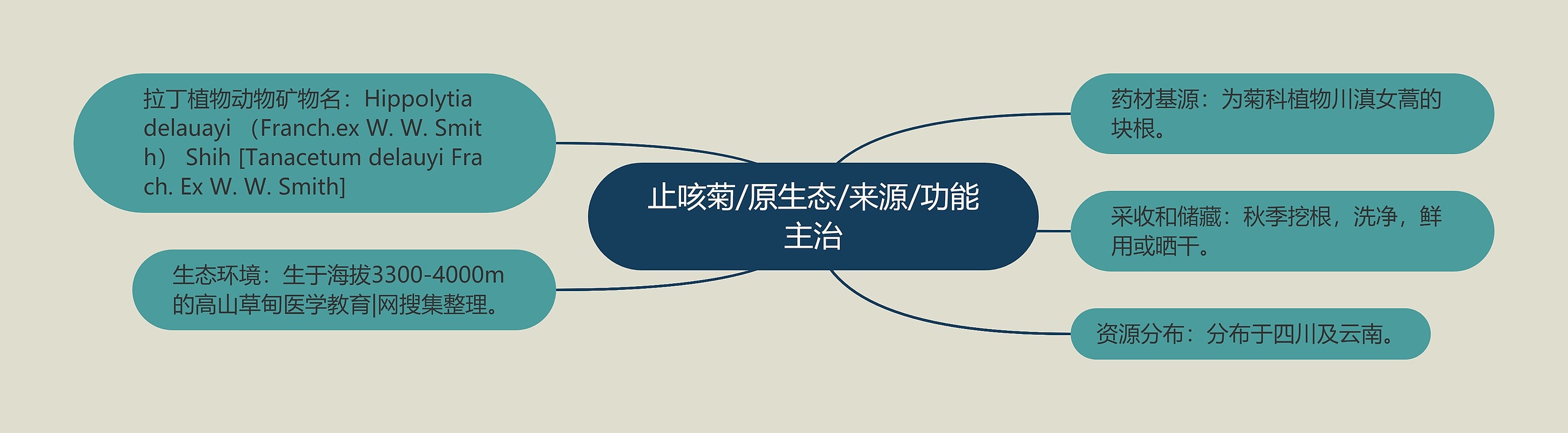 止咳菊/原生态/来源/功能主治 止咳菊/原生态/来源/功能主治