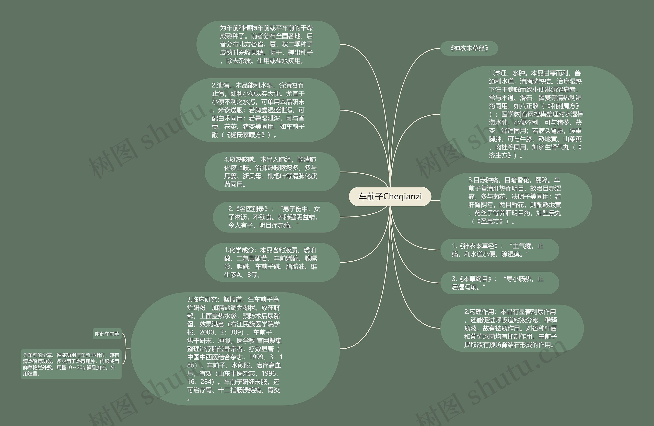 车前子Cheqianzi思维导图