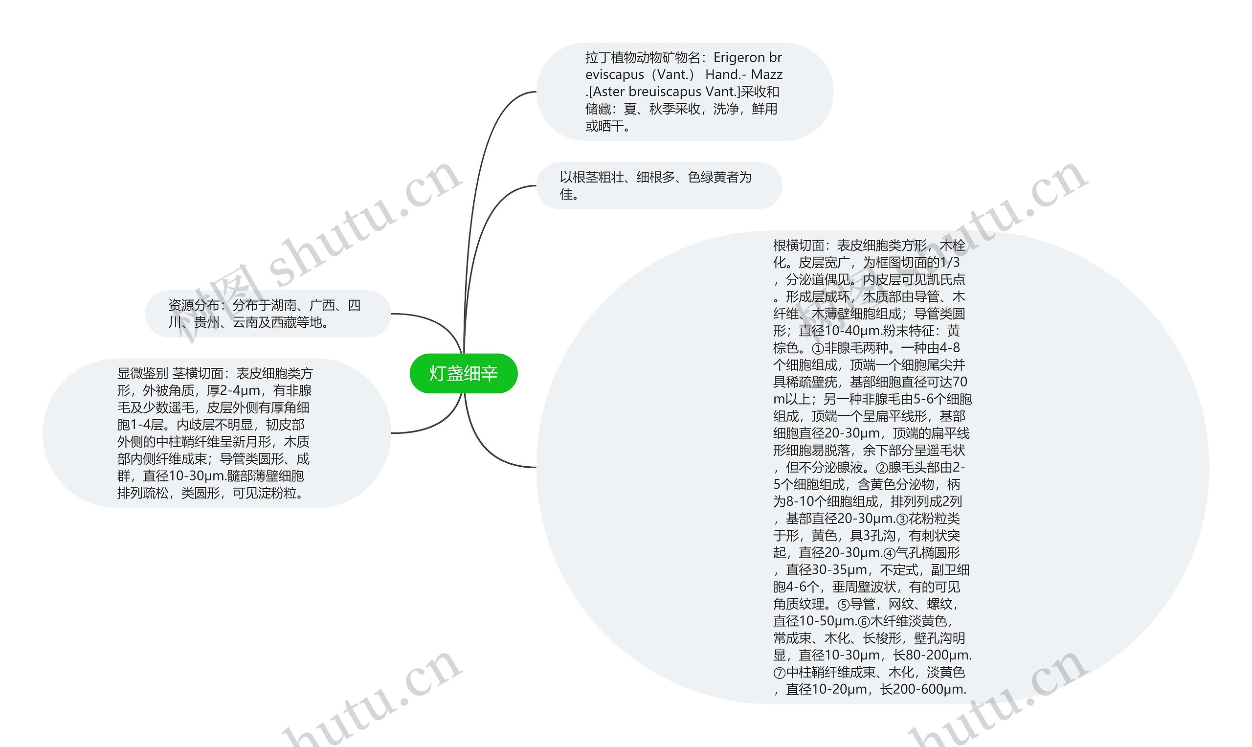 灯盏细辛思维导图