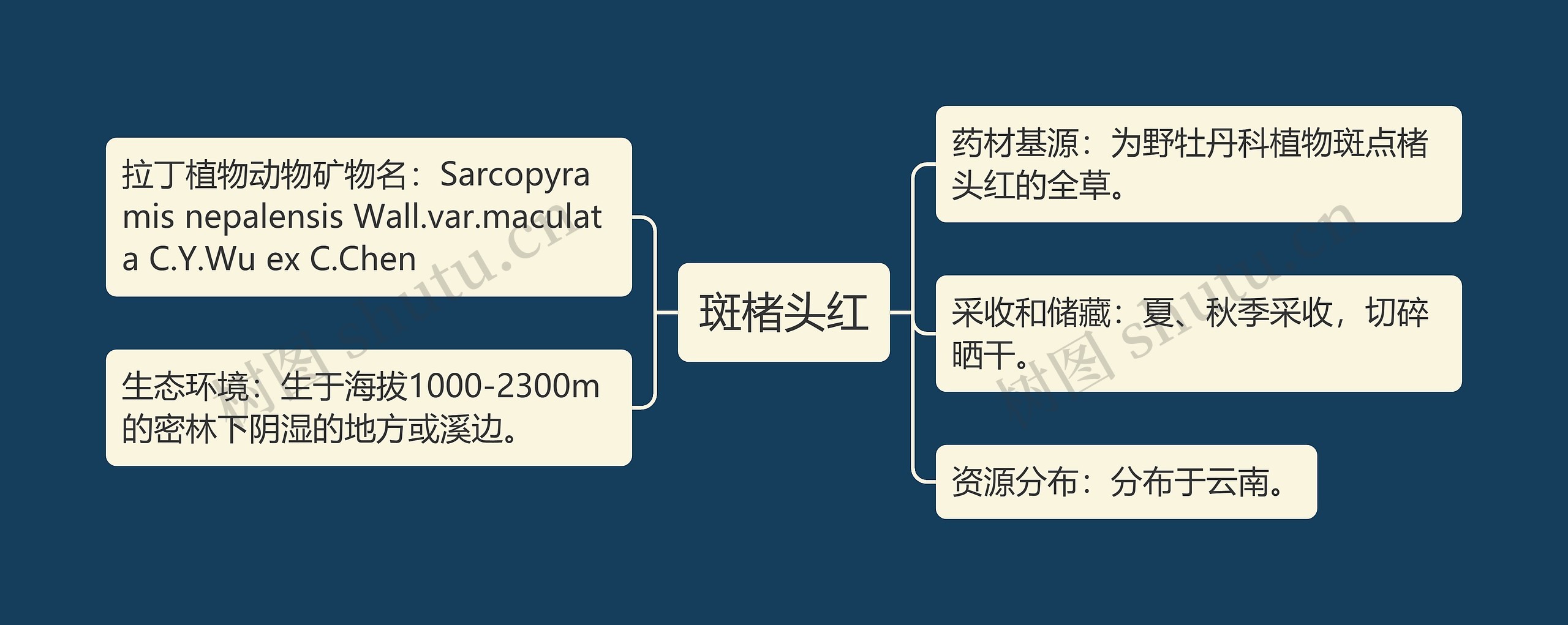 斑楮头红思维导图