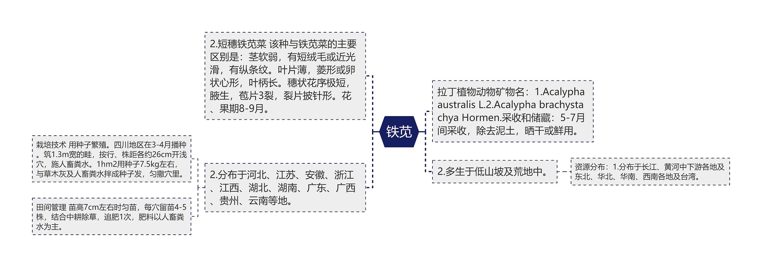 铁苋思维导图