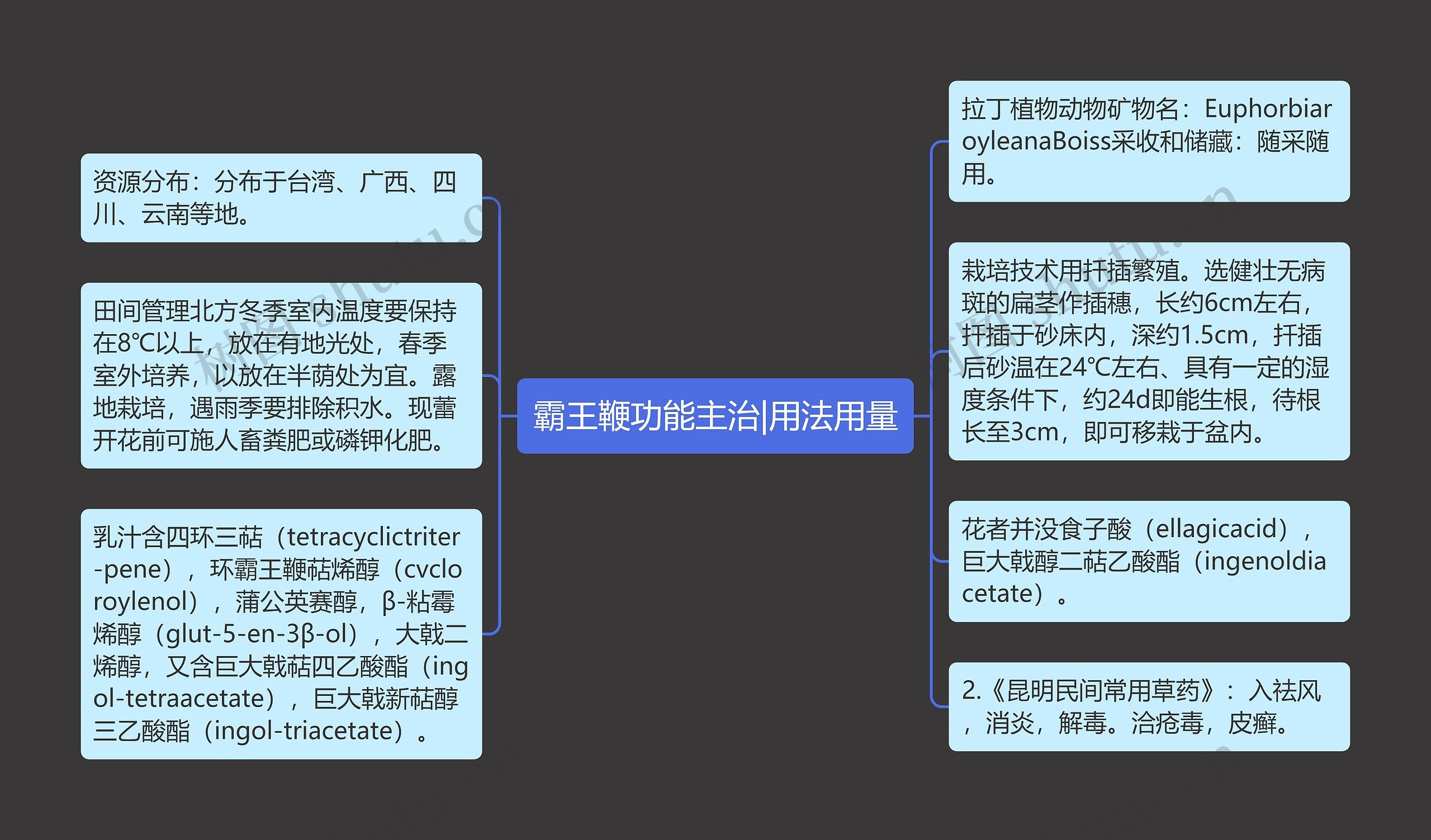 霸王鞭功能主治|用法用量思维导图