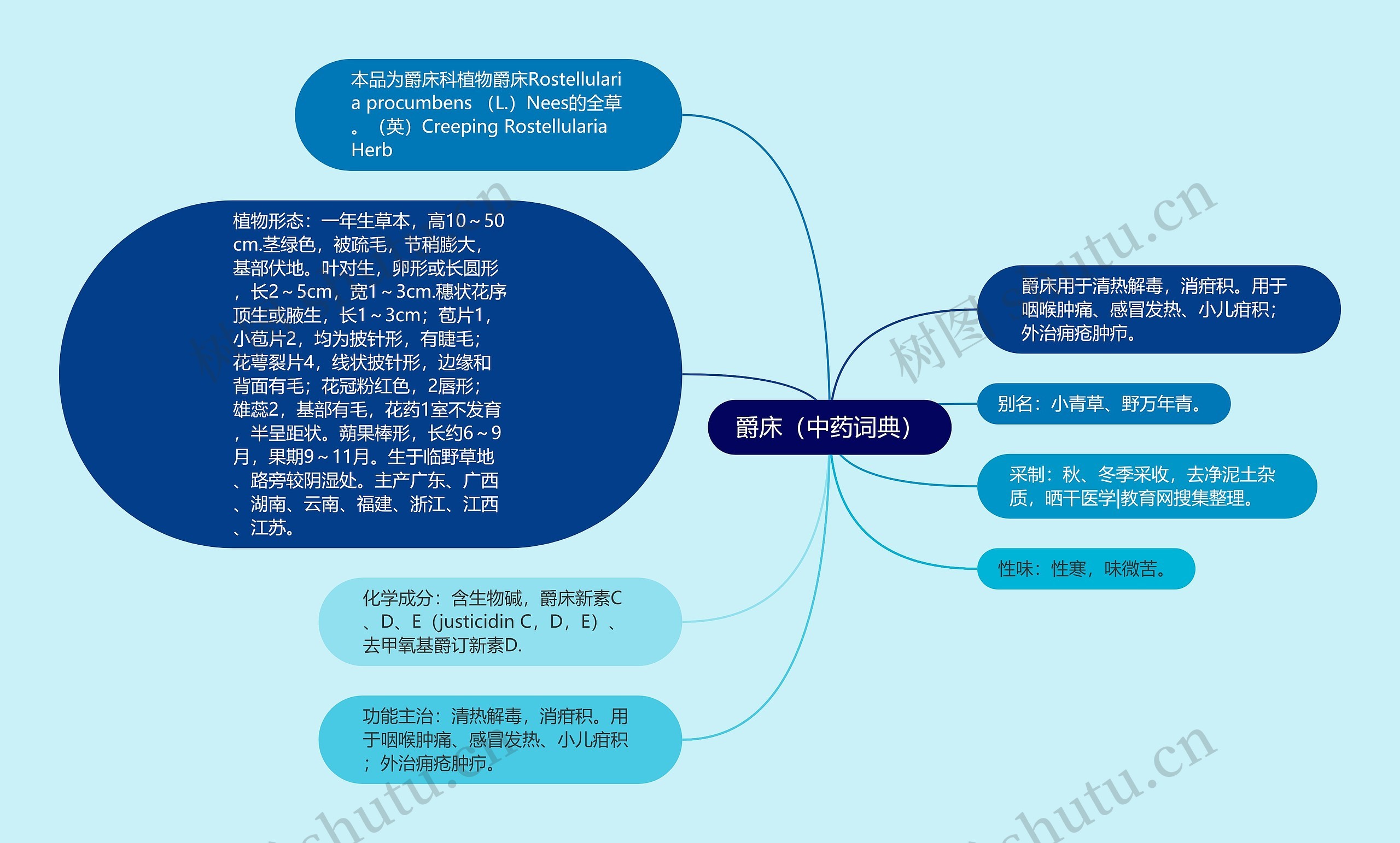 爵床（中药词典）思维导图