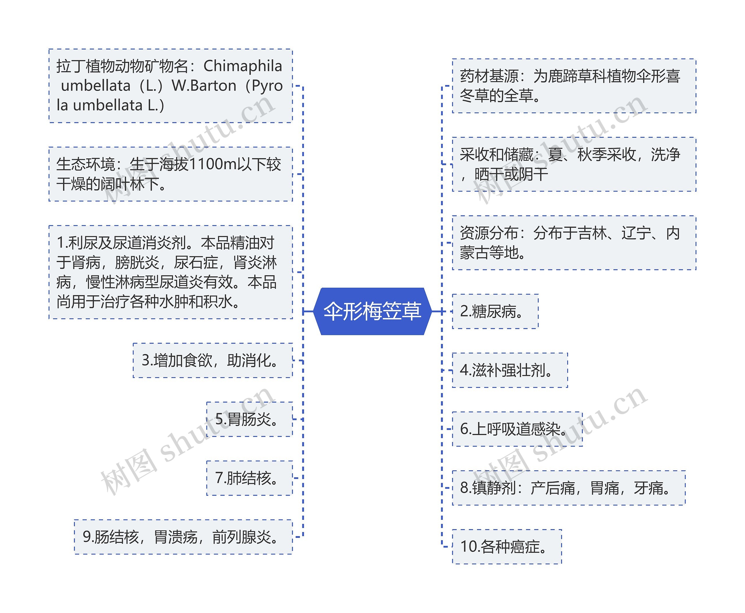伞形梅笠草 伞形梅笠草