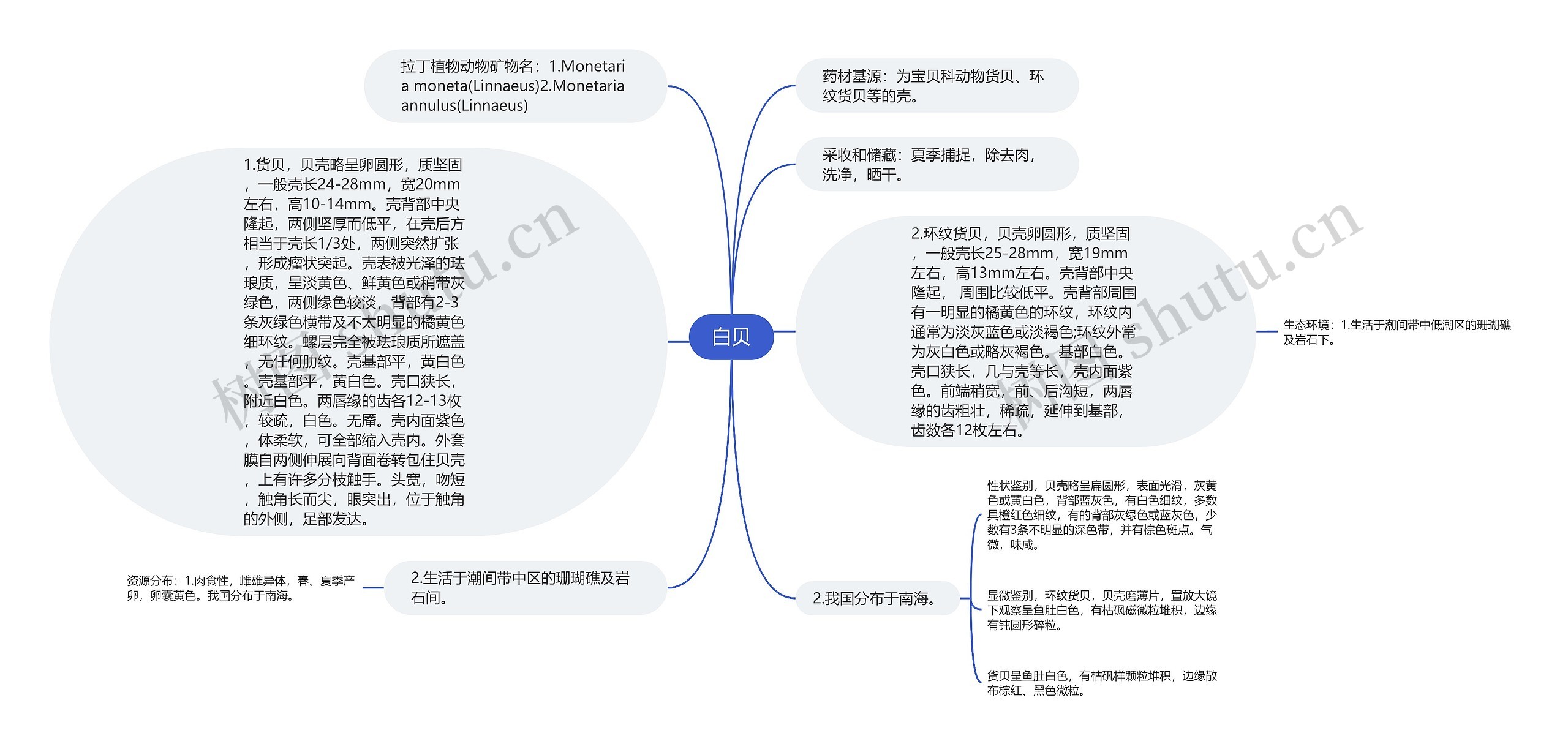 白贝思维导图