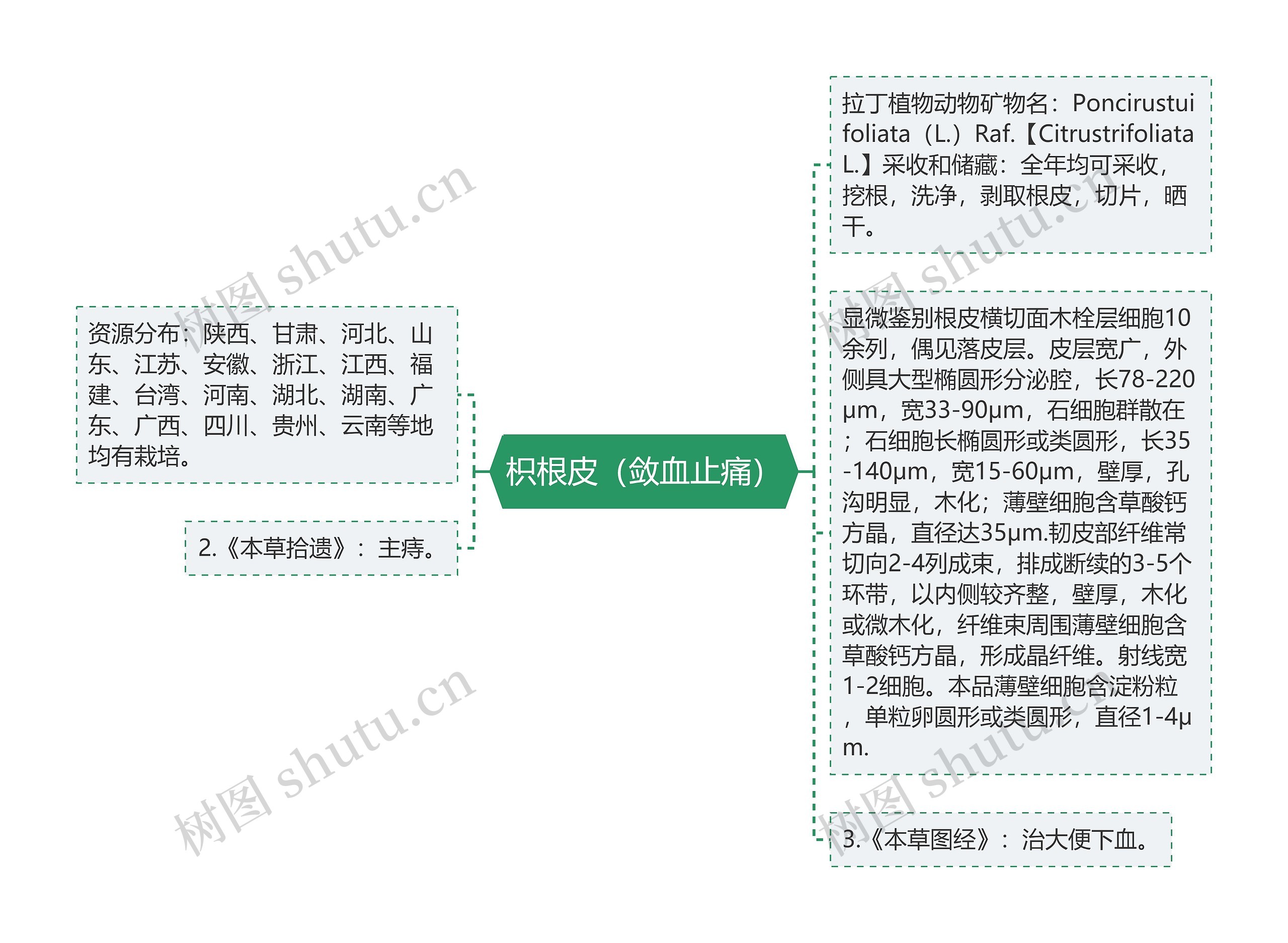 枳根皮（敛血止痛）思维导图