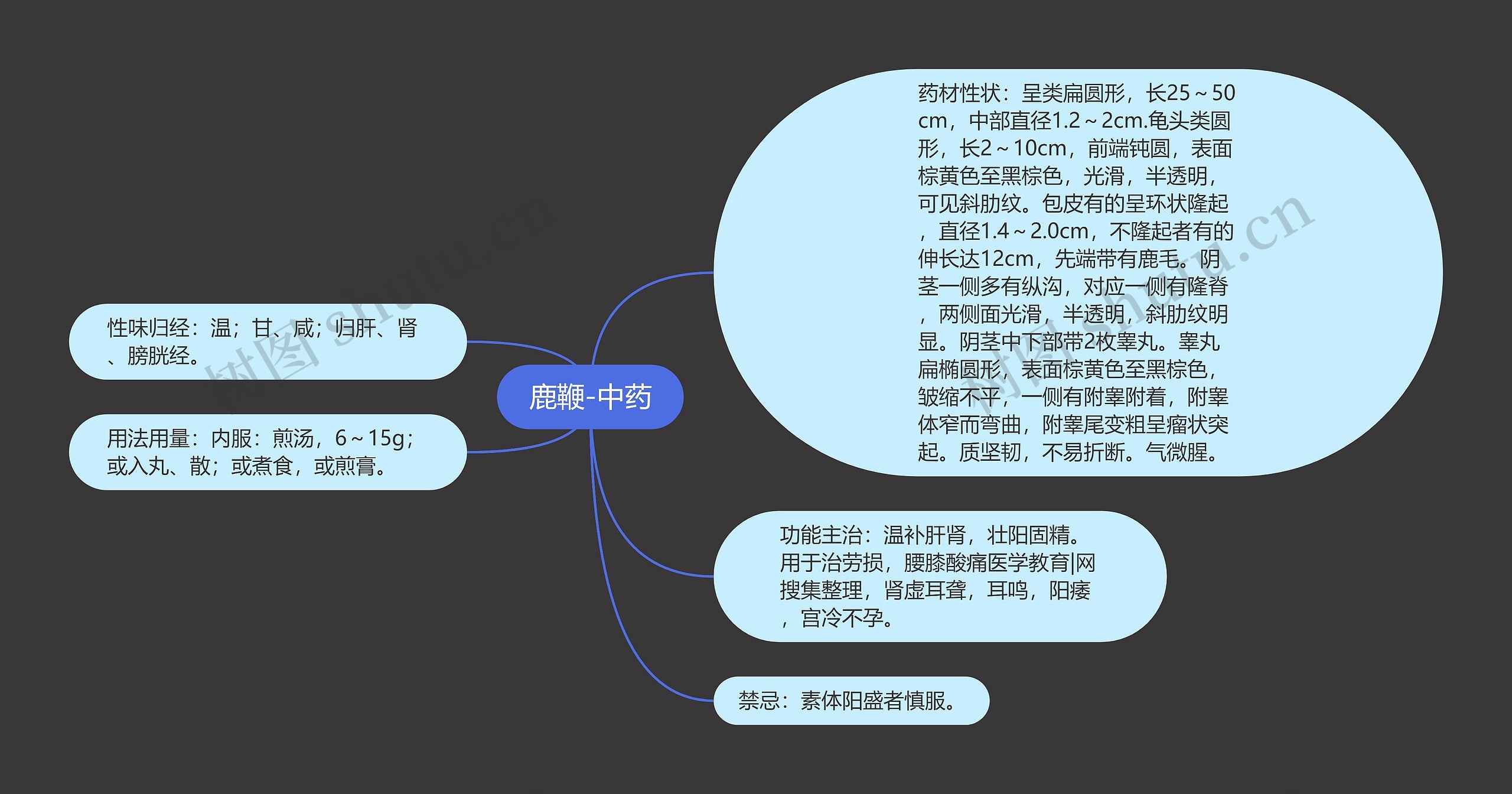 鹿鞭-中药 鹿鞭-中药