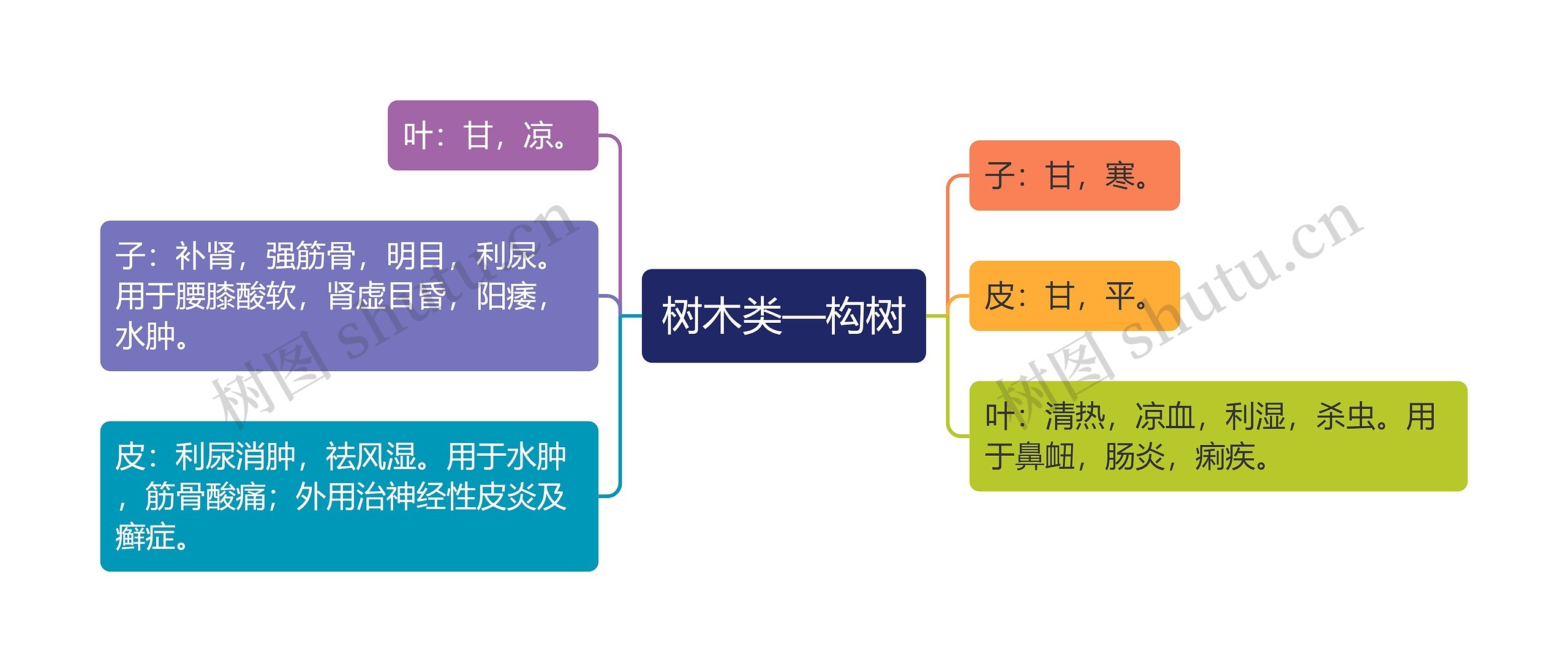 树木类—构树 树木类—构树