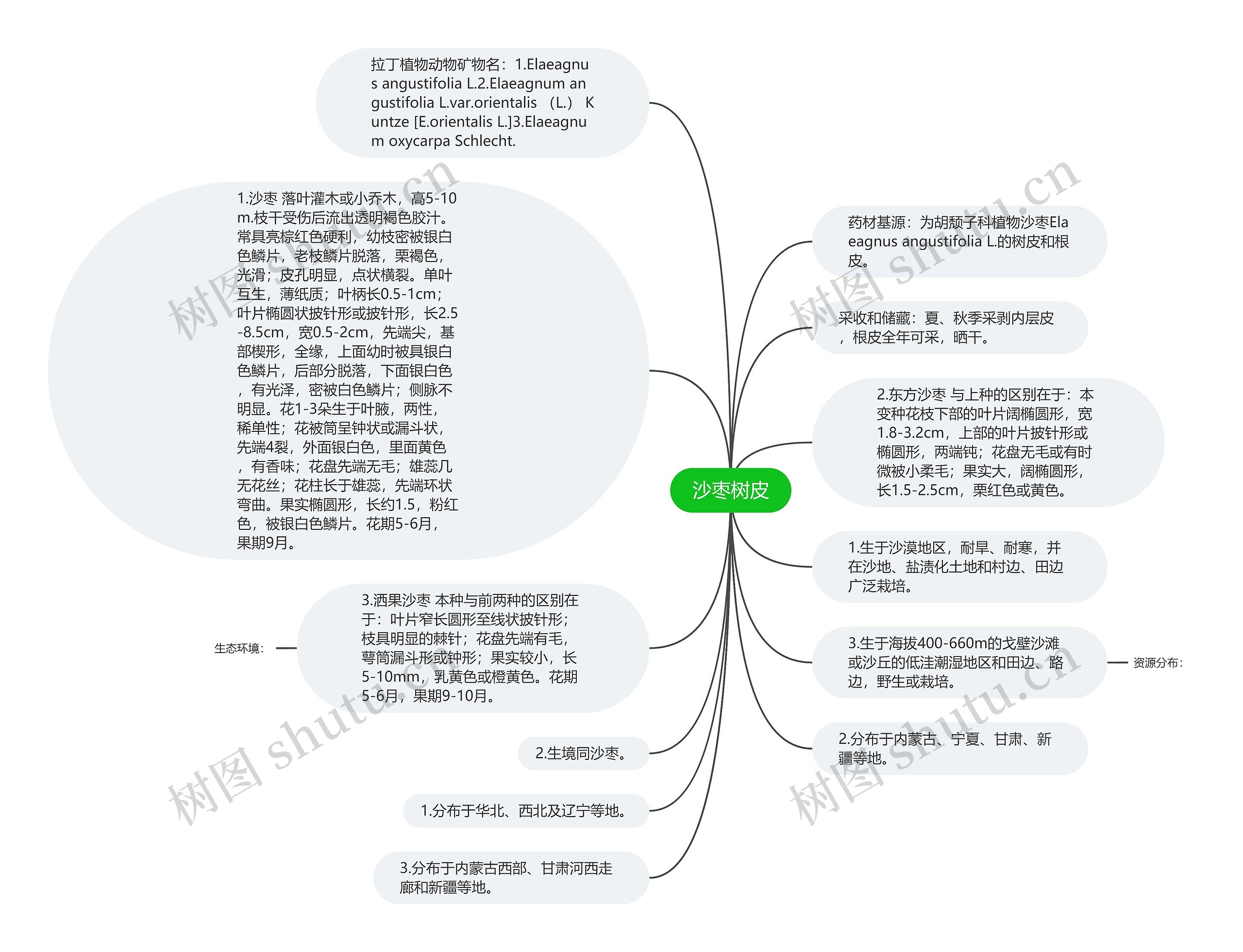 沙枣树皮