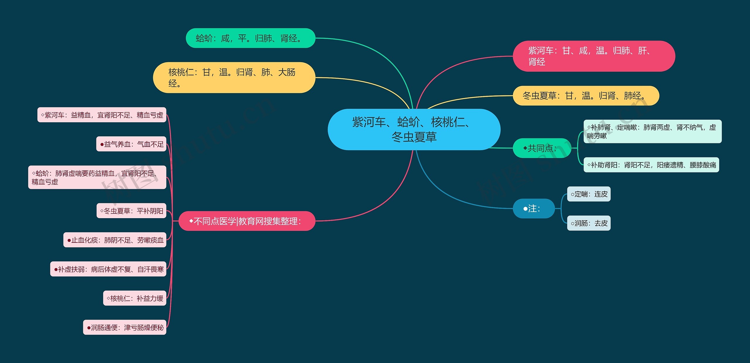 紫河车、蛤蚧、核桃仁、冬虫夏草思维导图