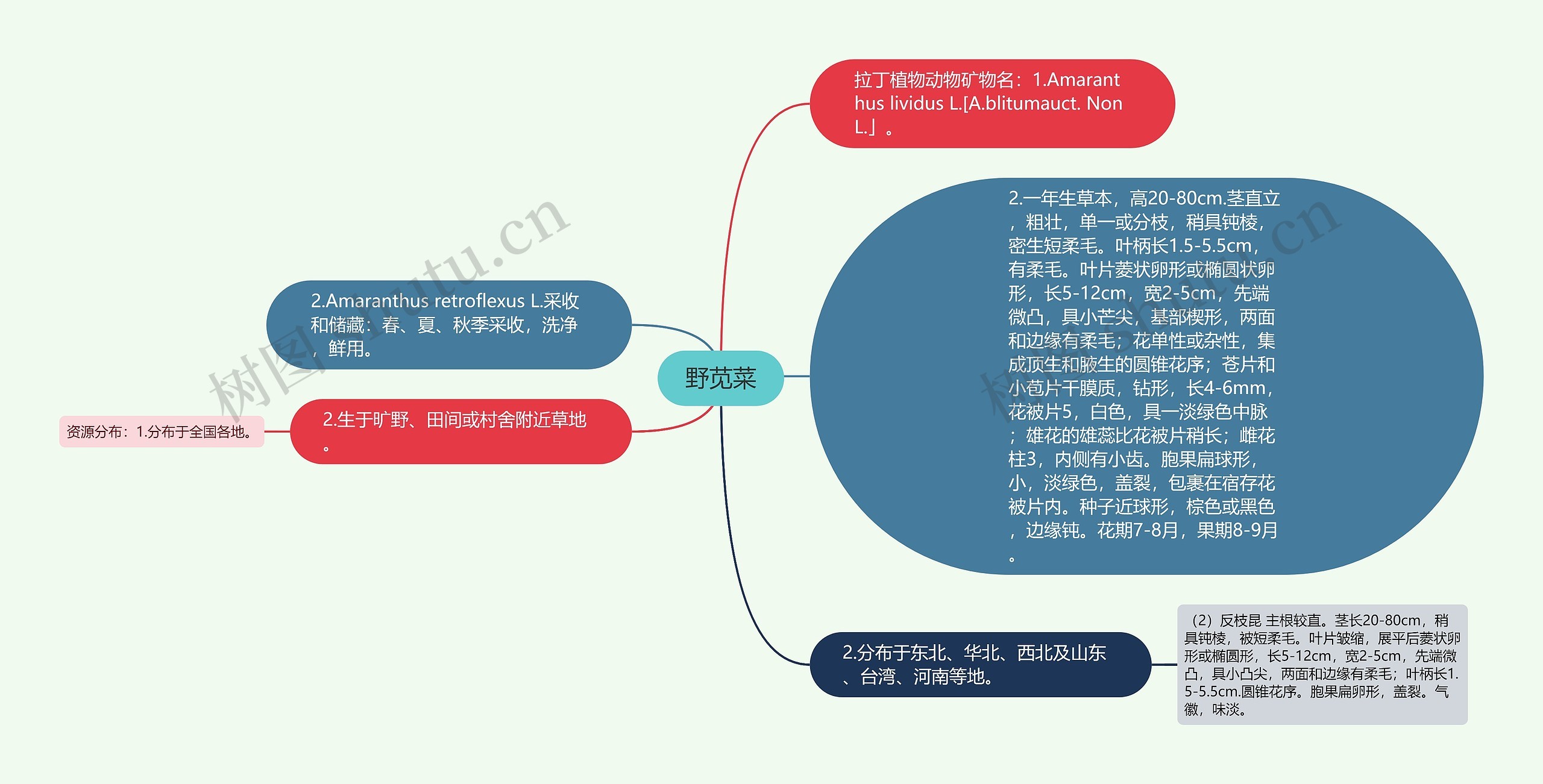 野苋菜思维导图