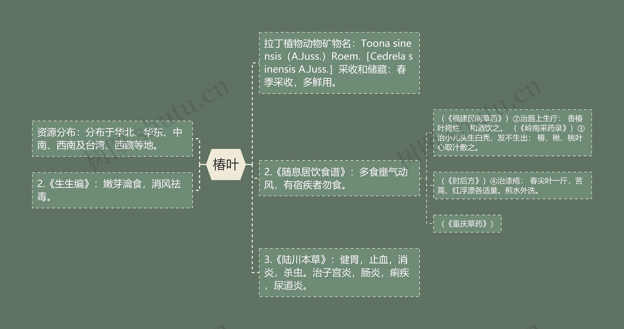 椿叶思维导图