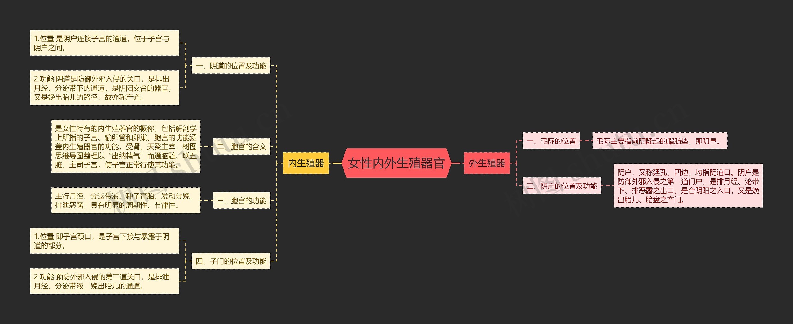 女性内外生殖器官