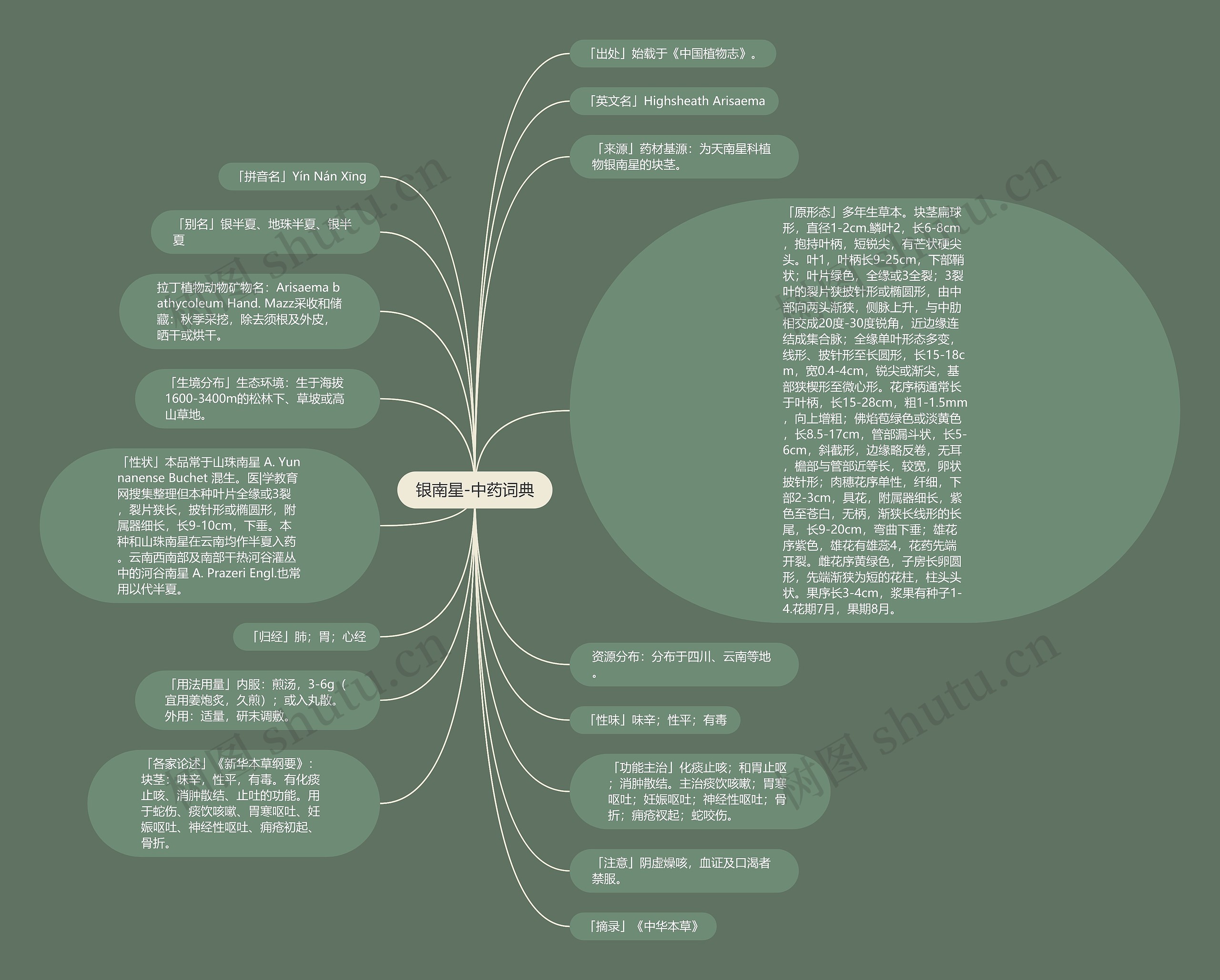 银南星-中药词典思维导图