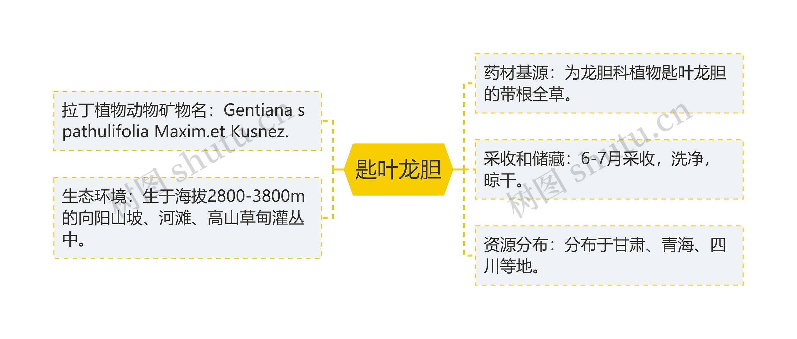 匙叶龙胆思维导图