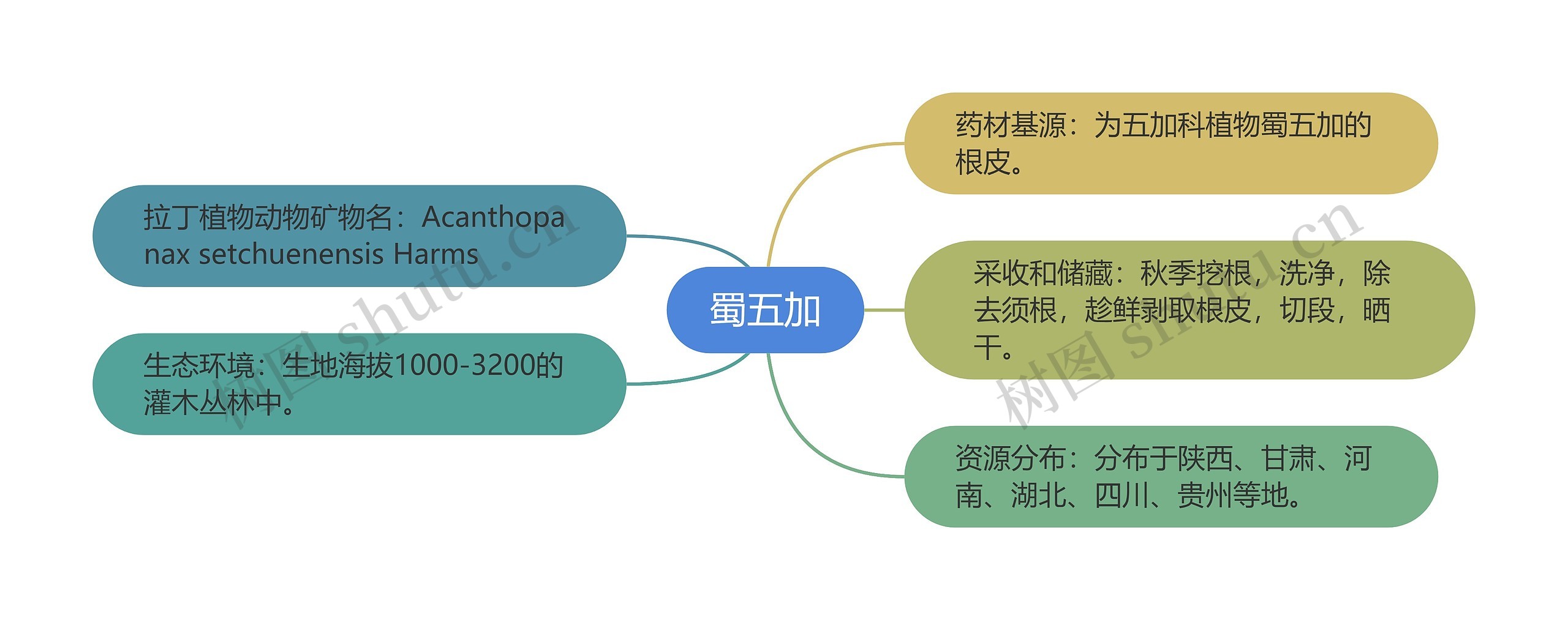 蜀五加思维导图