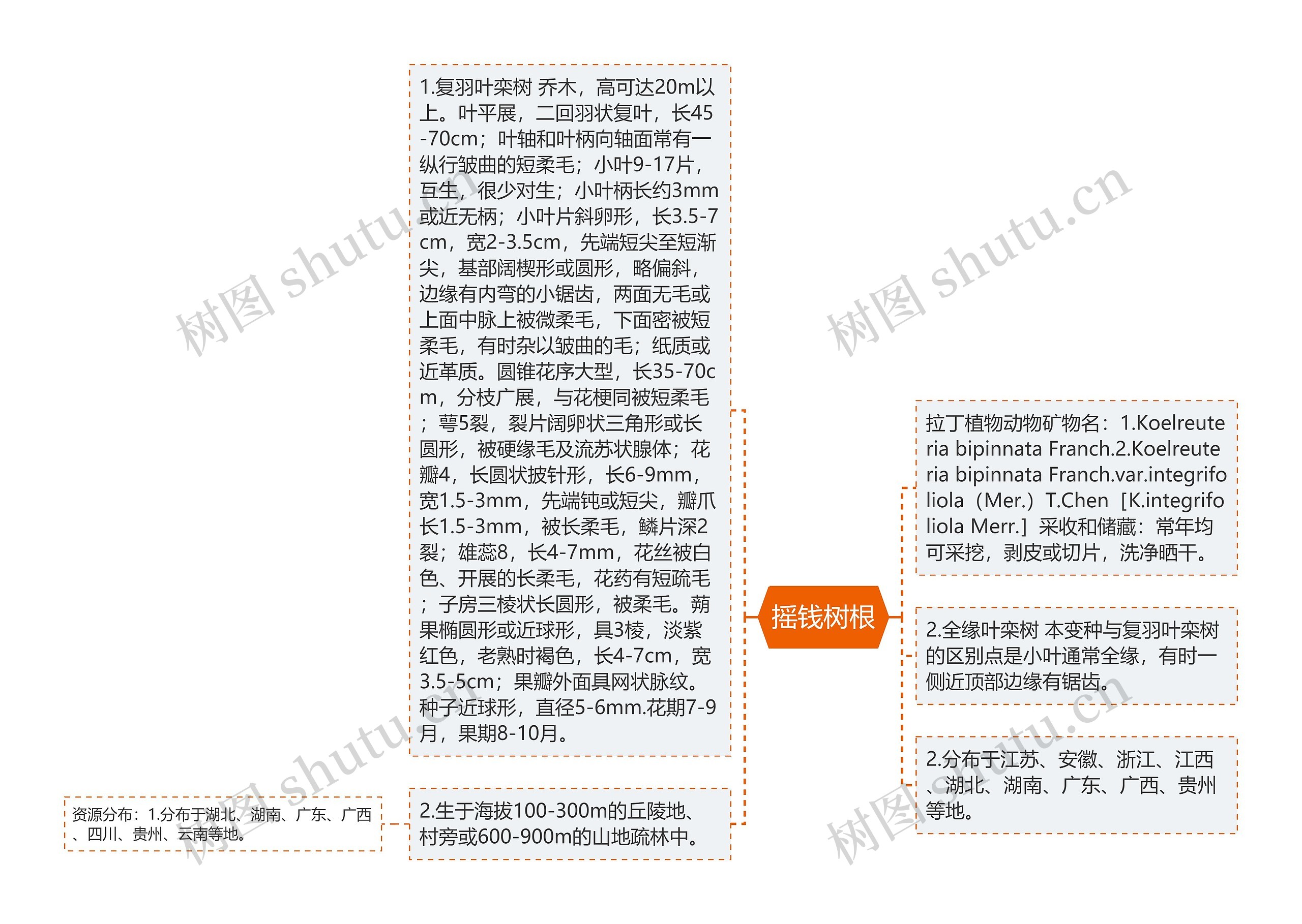 摇钱树根思维导图