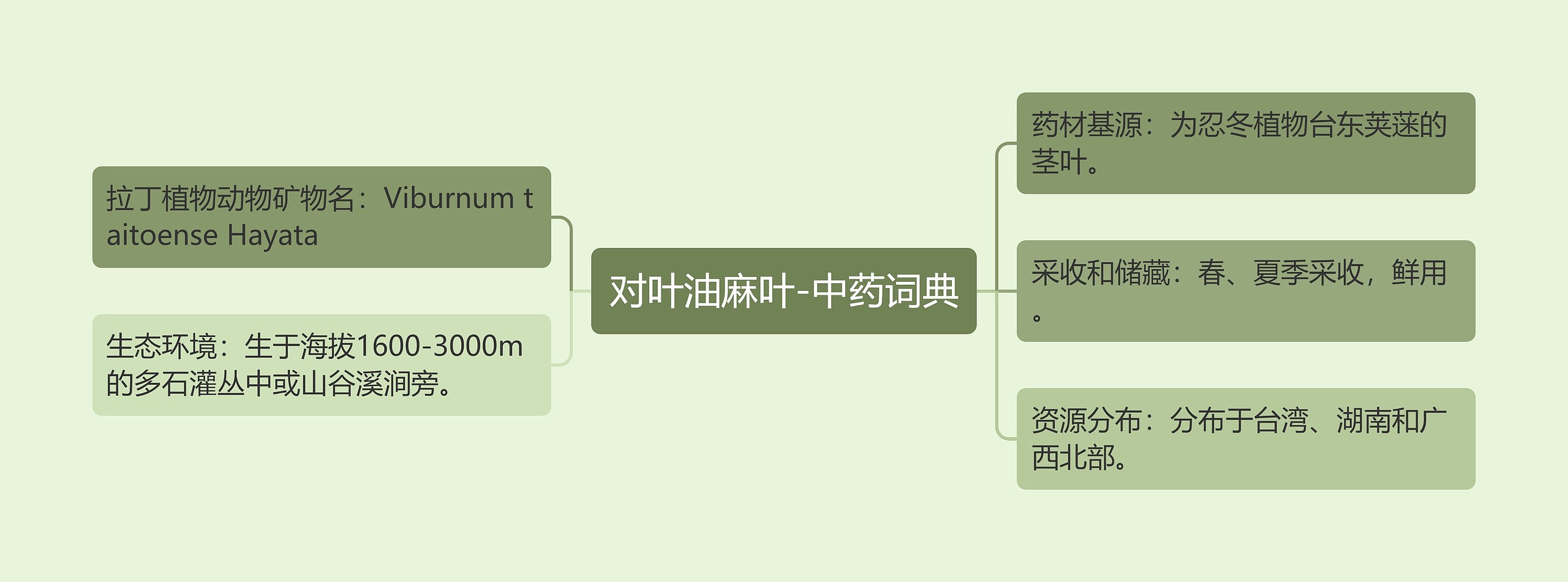 对叶油麻叶-中药词典思维导图