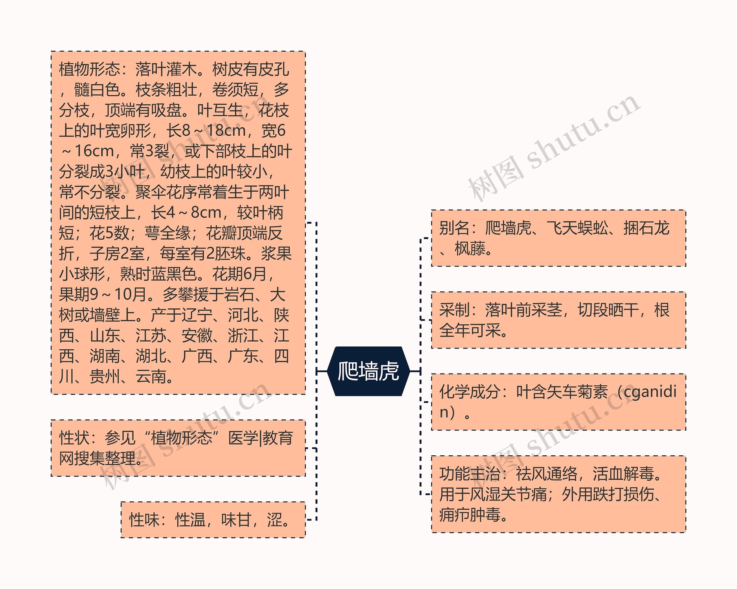 爬墙虎思维导图