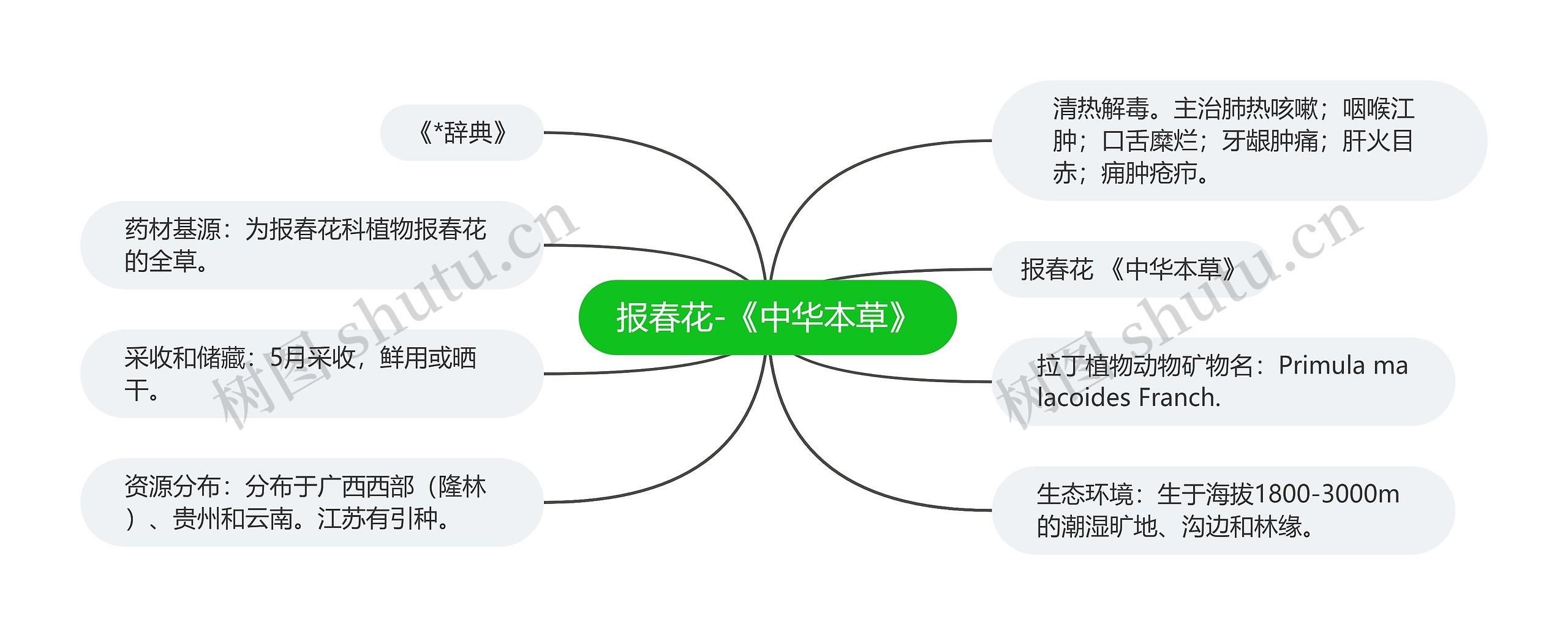 报春花-《中华本草》思维导图