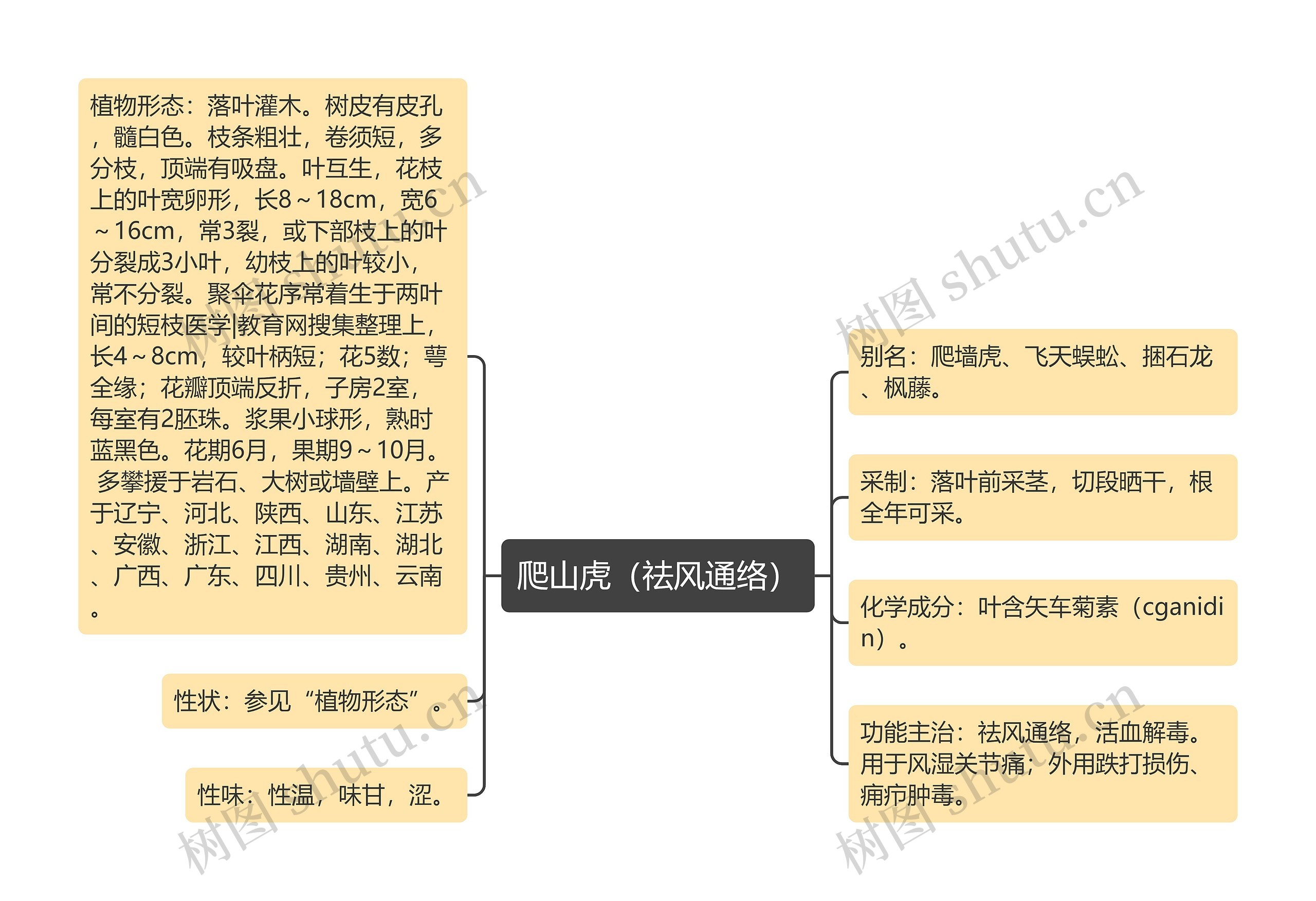 爬山虎（祛风通络）思维导图