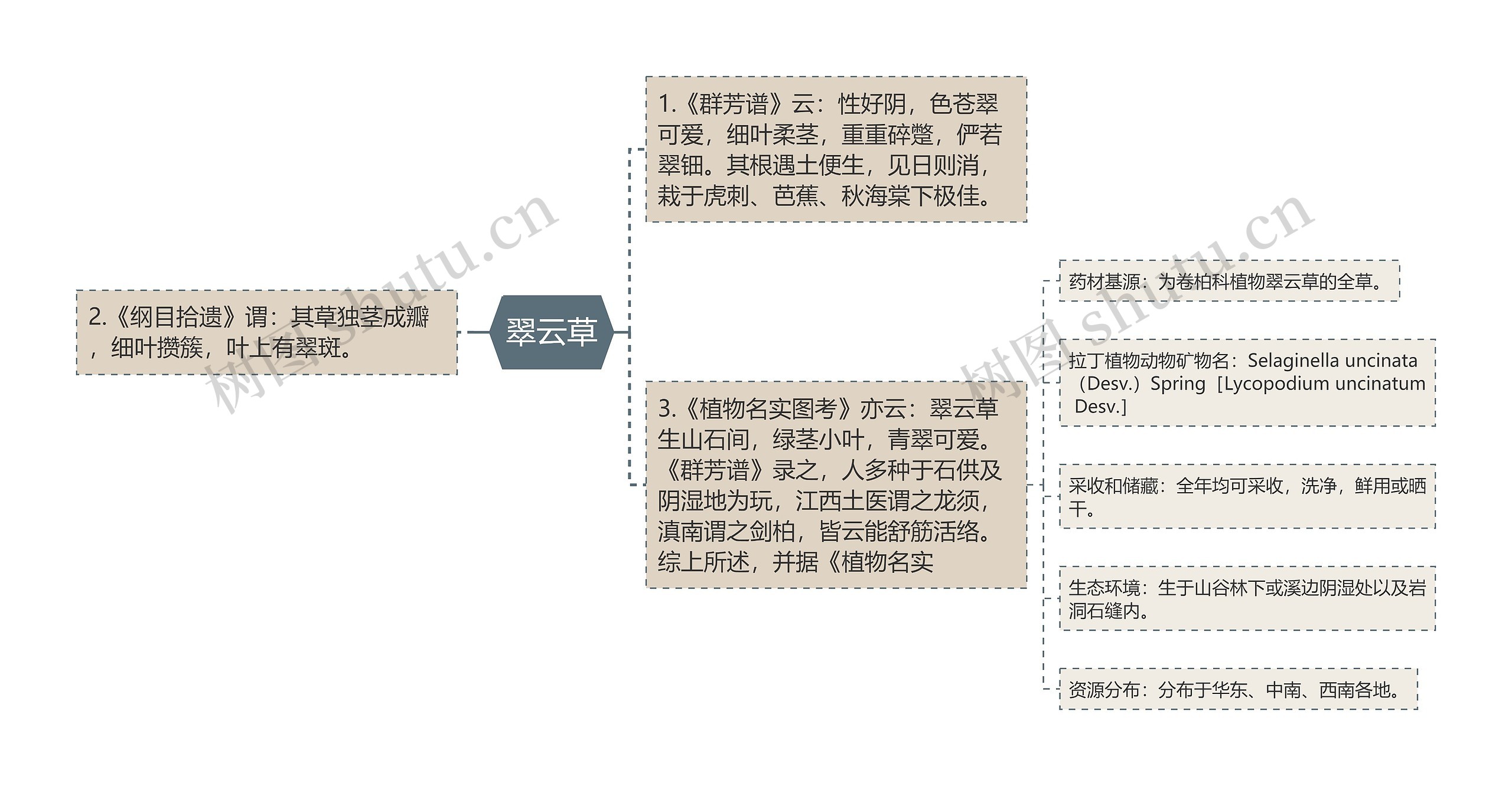 翠云草思维导图