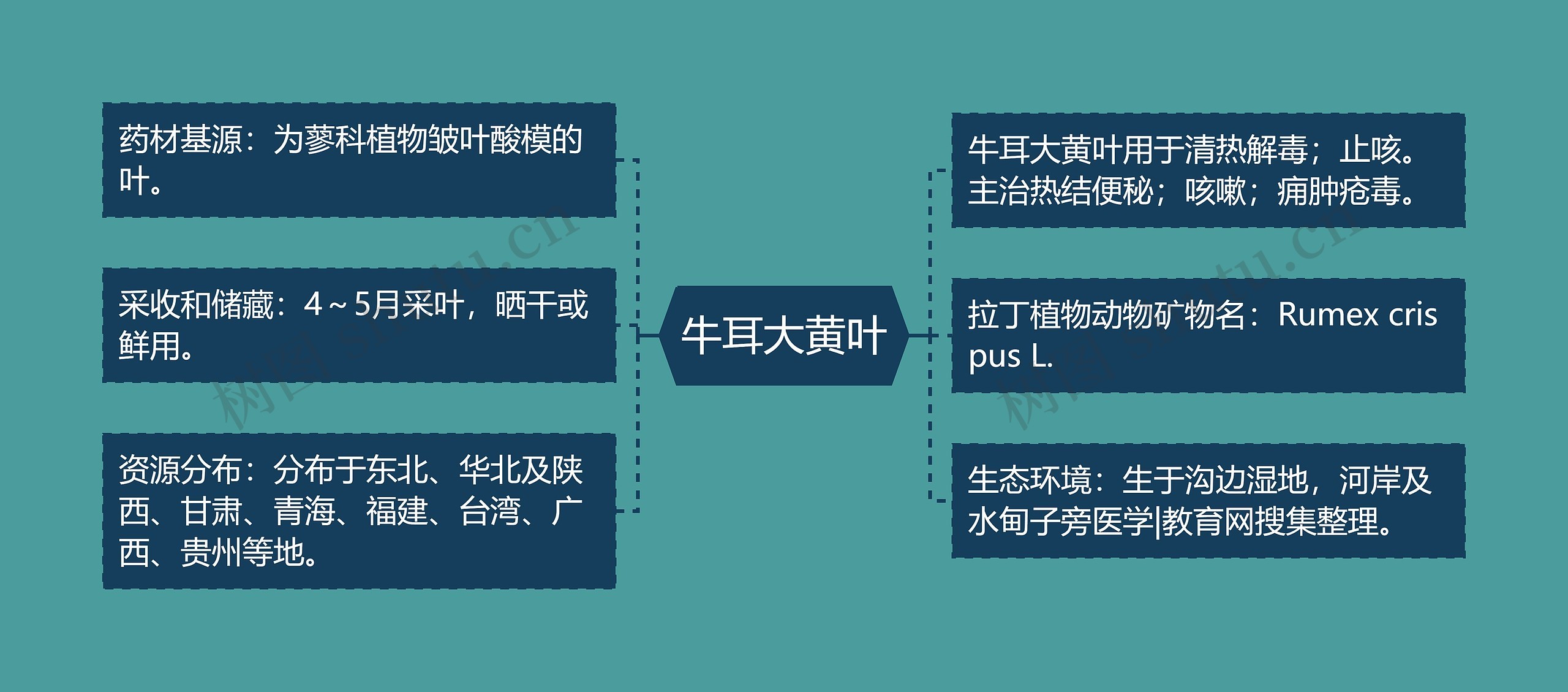 牛耳大黄叶思维导图