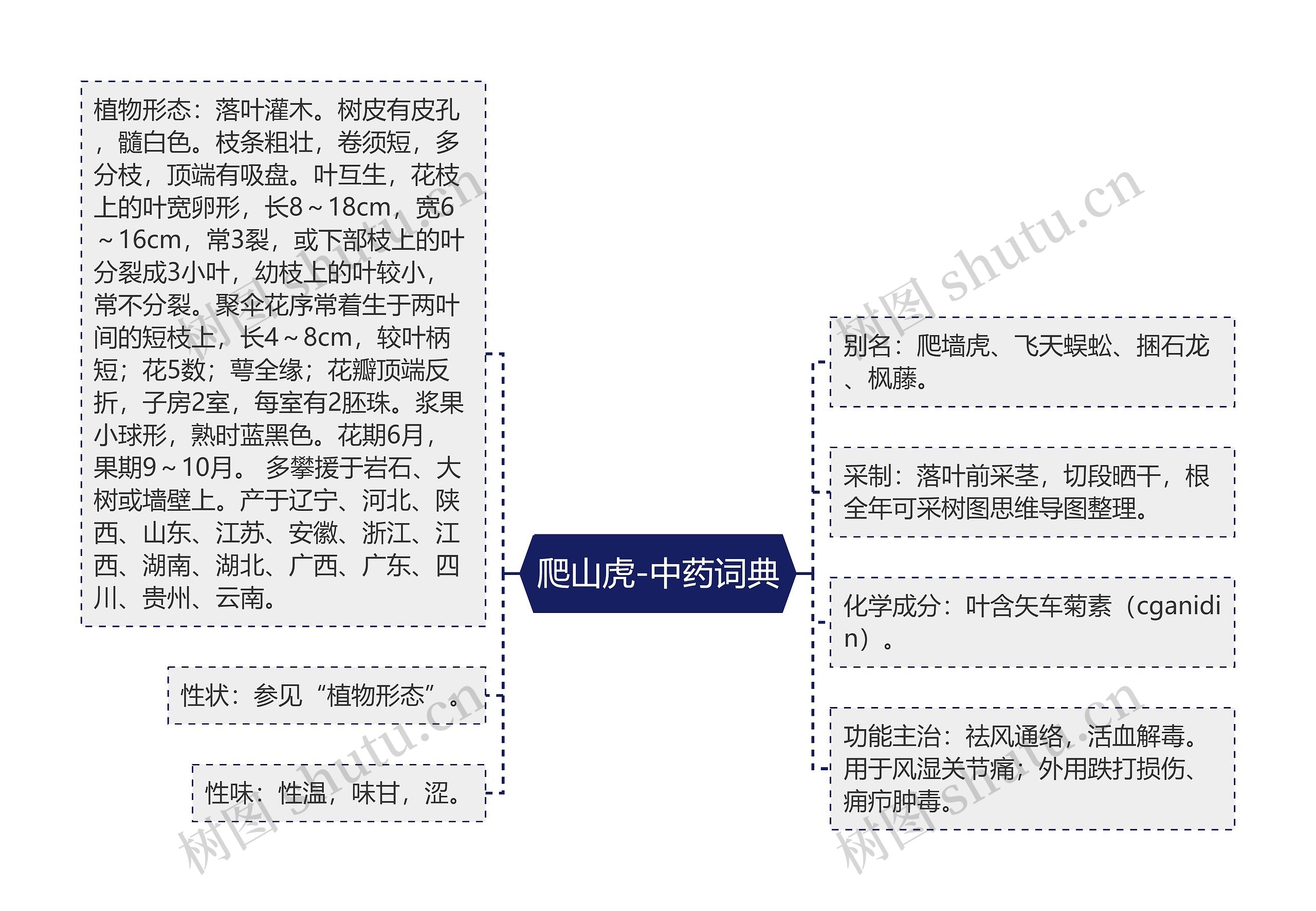 爬山虎-中药词典思维导图