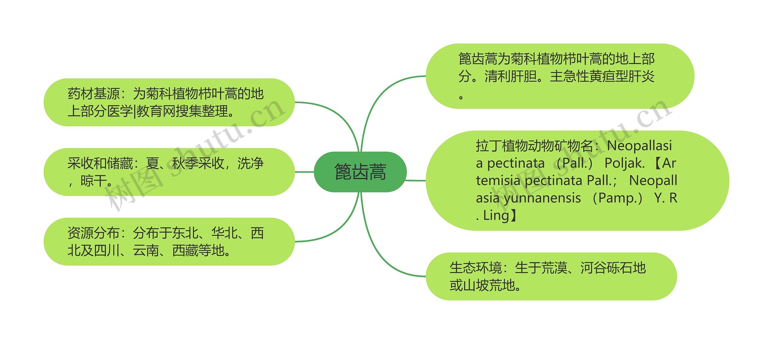 篦齿蒿思维导图