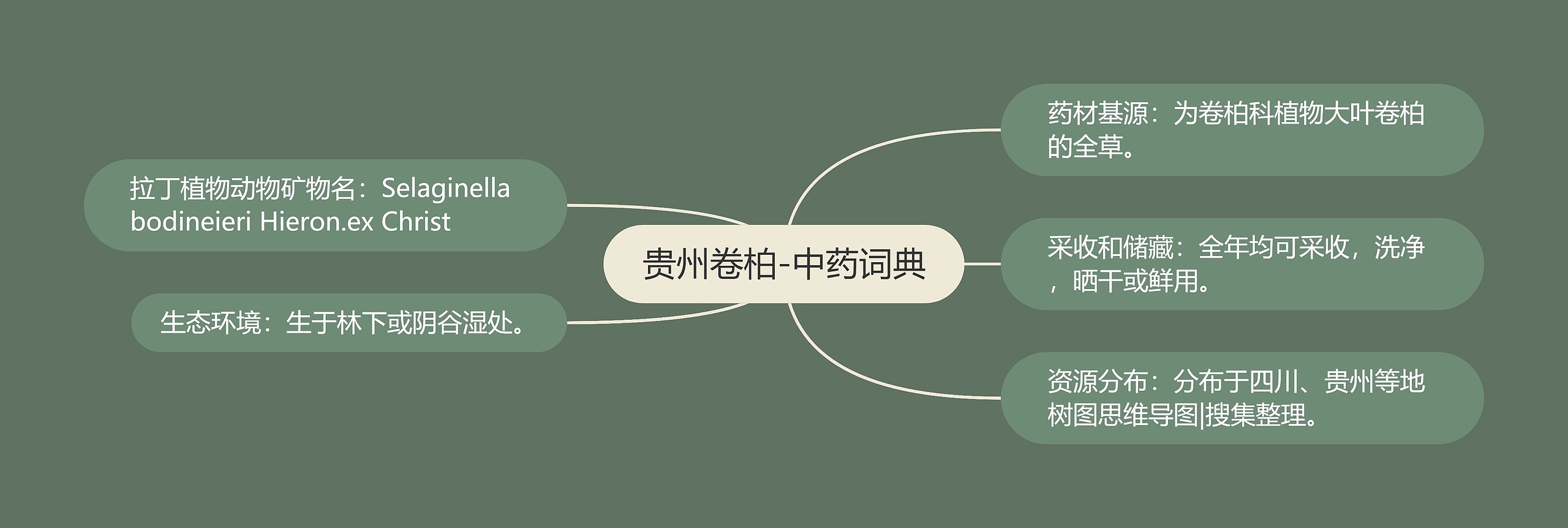 贵州卷柏-中药词典