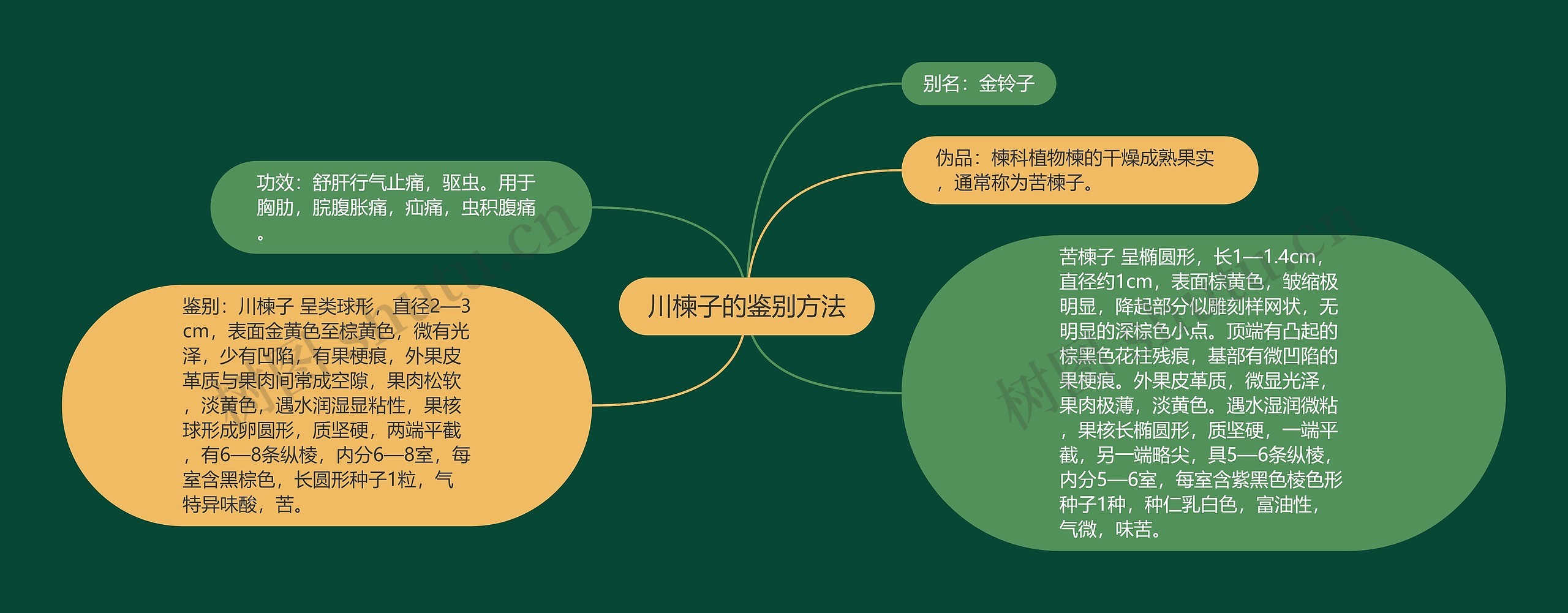 川楝子的鉴别方法思维导图