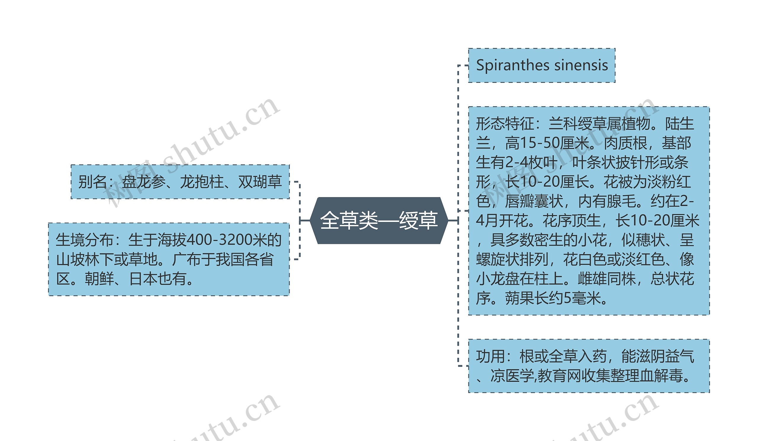 全草类—绶草思维导图