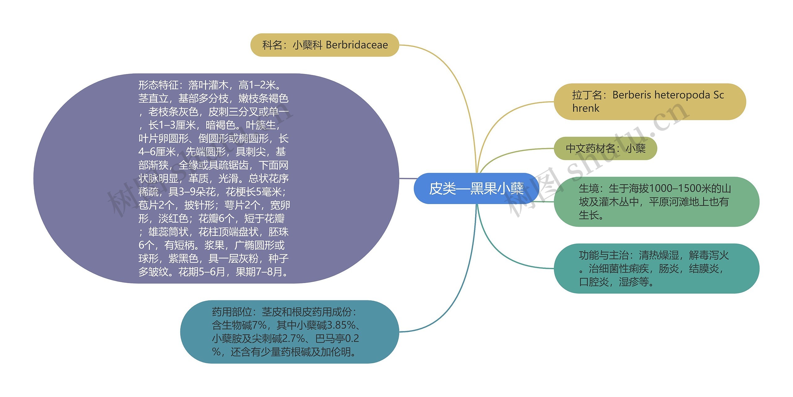 皮类—黑果小蘖思维导图