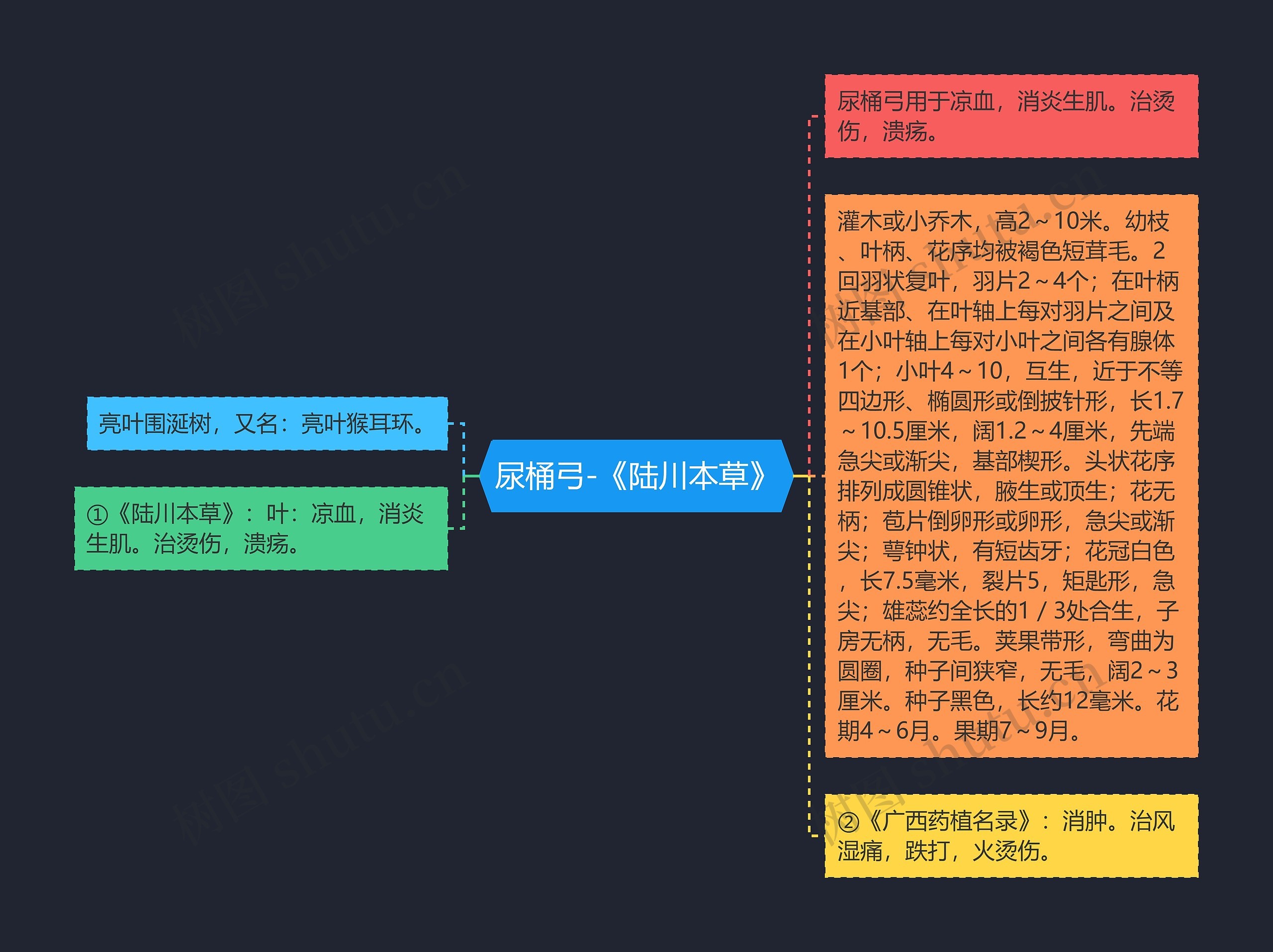 尿桶弓-《陆川本草》 尿桶弓-《陆川本草》