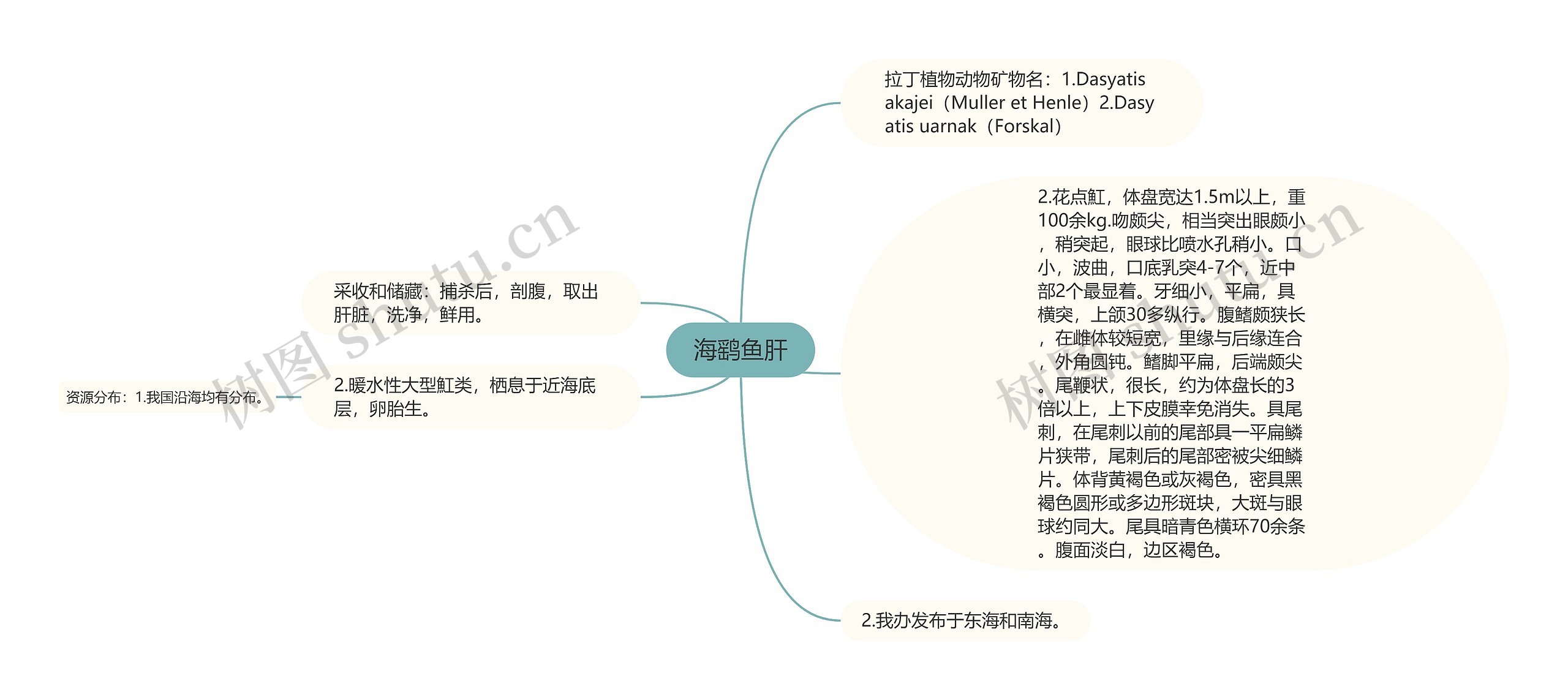 海鹞鱼肝思维导图