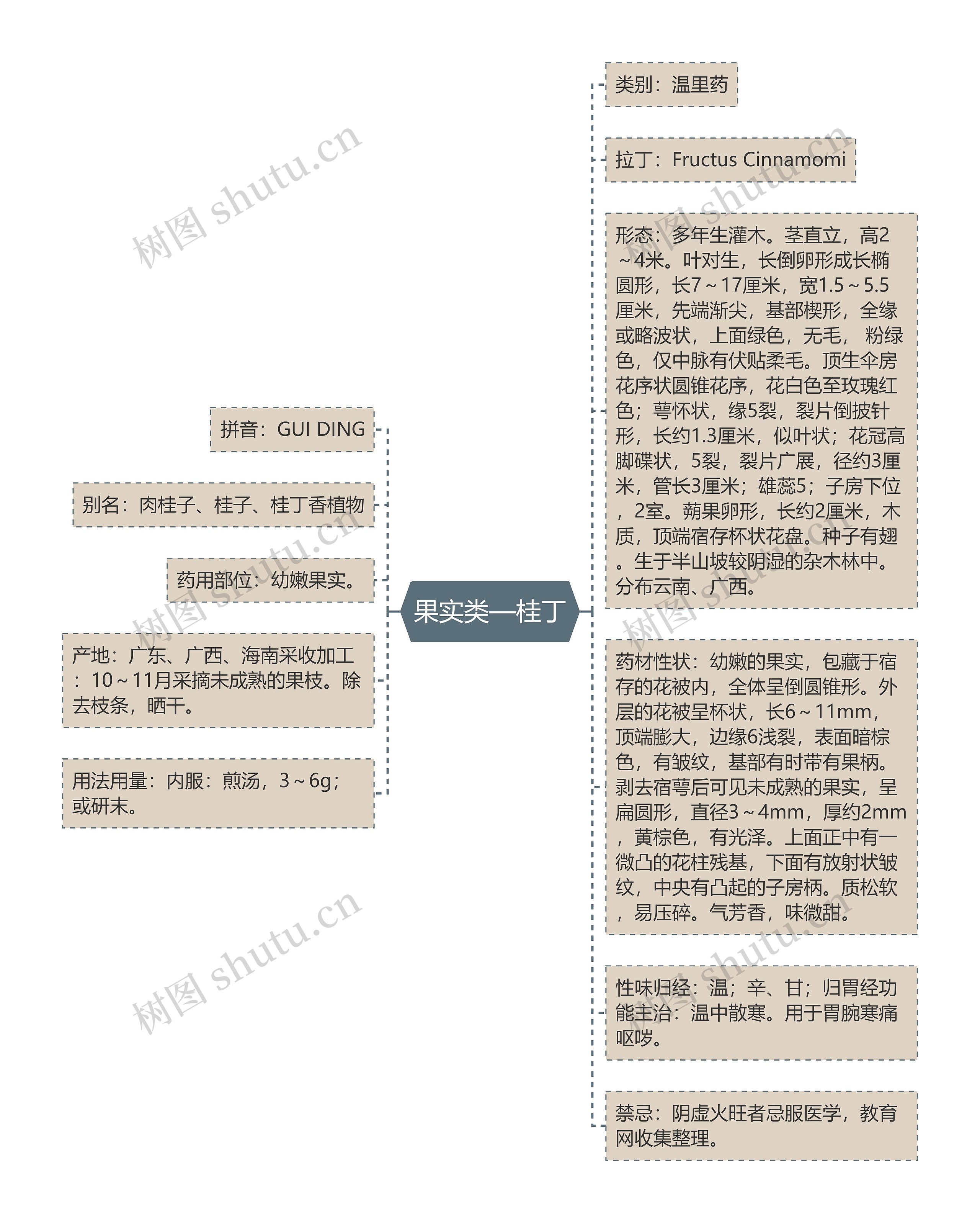 果实类—桂丁思维导图