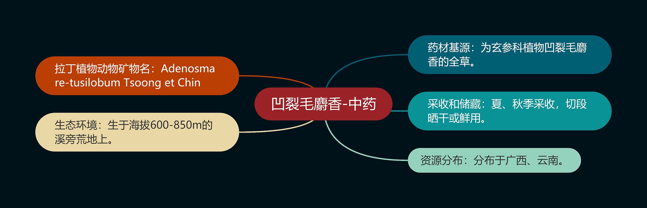 凹裂毛麝香-中药 凹裂毛麝香-中药