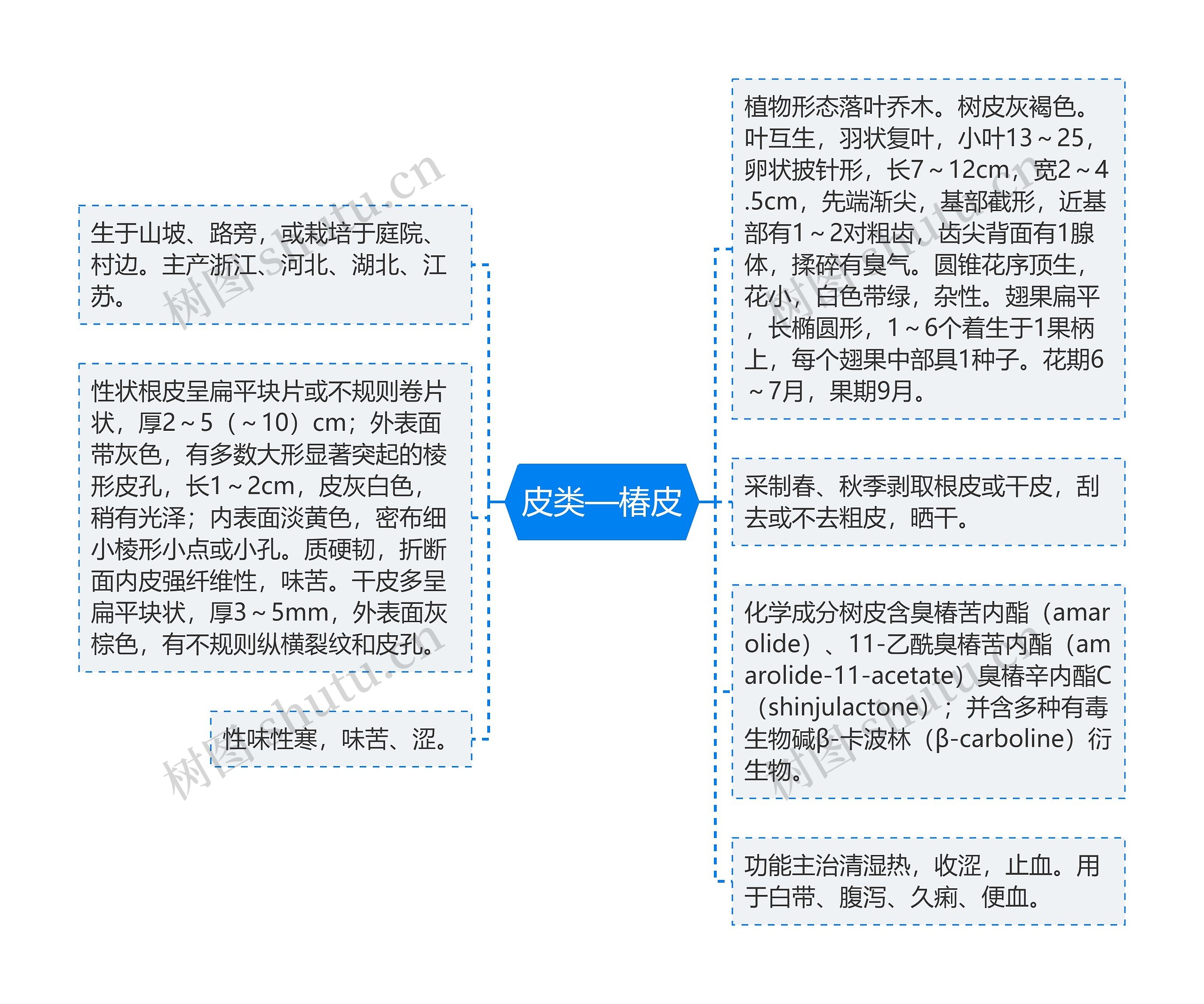 皮类—椿皮 皮类—椿皮
