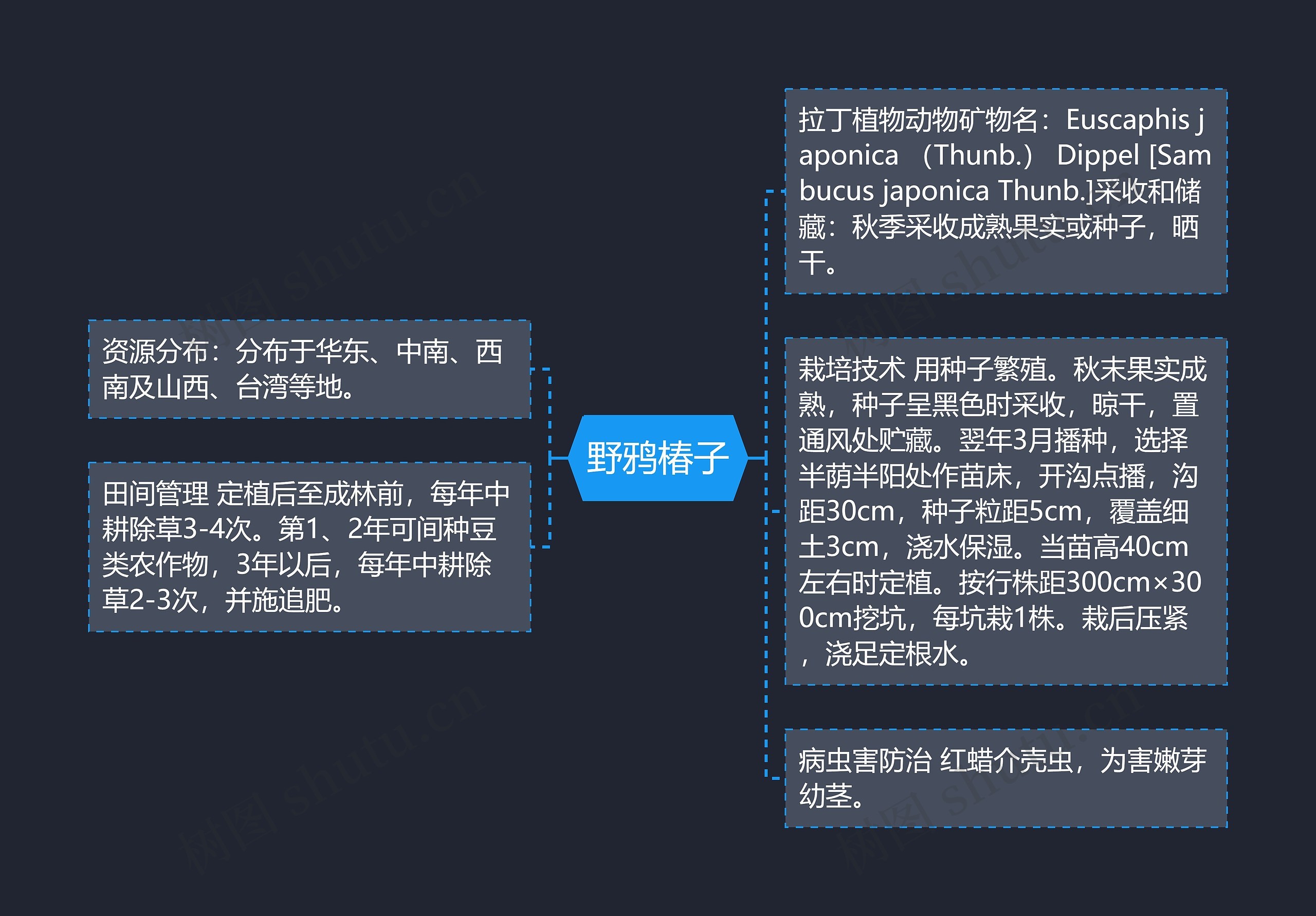 野鸦椿子思维导图