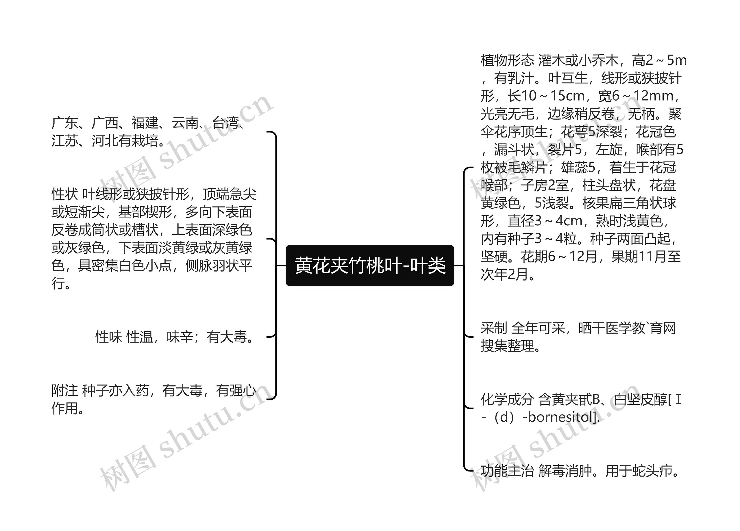 黄花夹竹桃叶-叶类思维导图