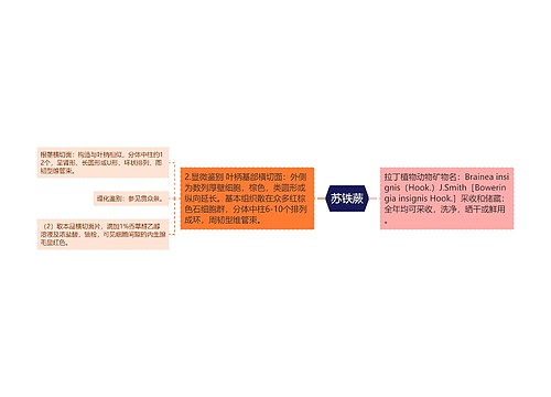 苏铁蕨